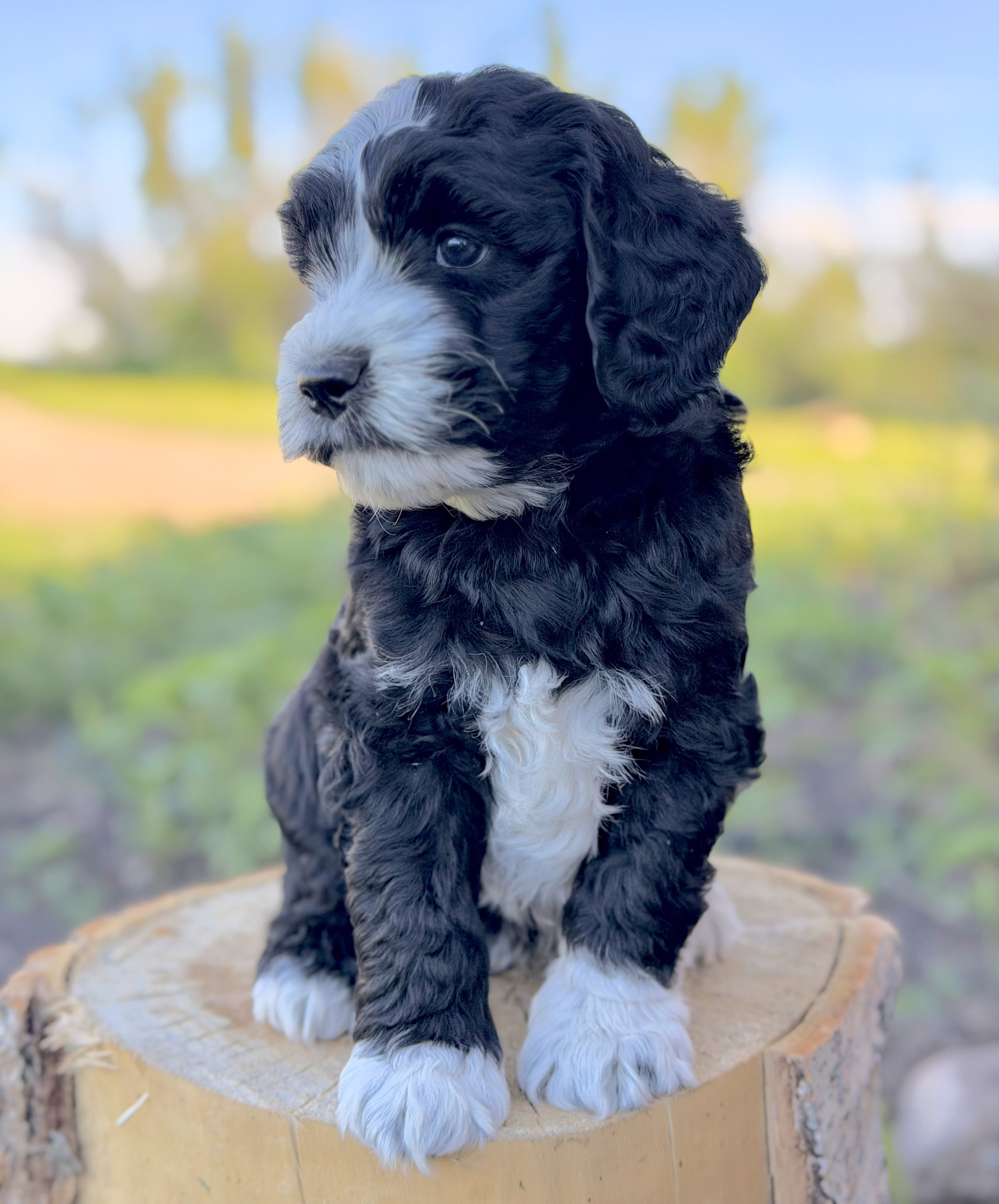 Frannie's puppies are six weeks old!