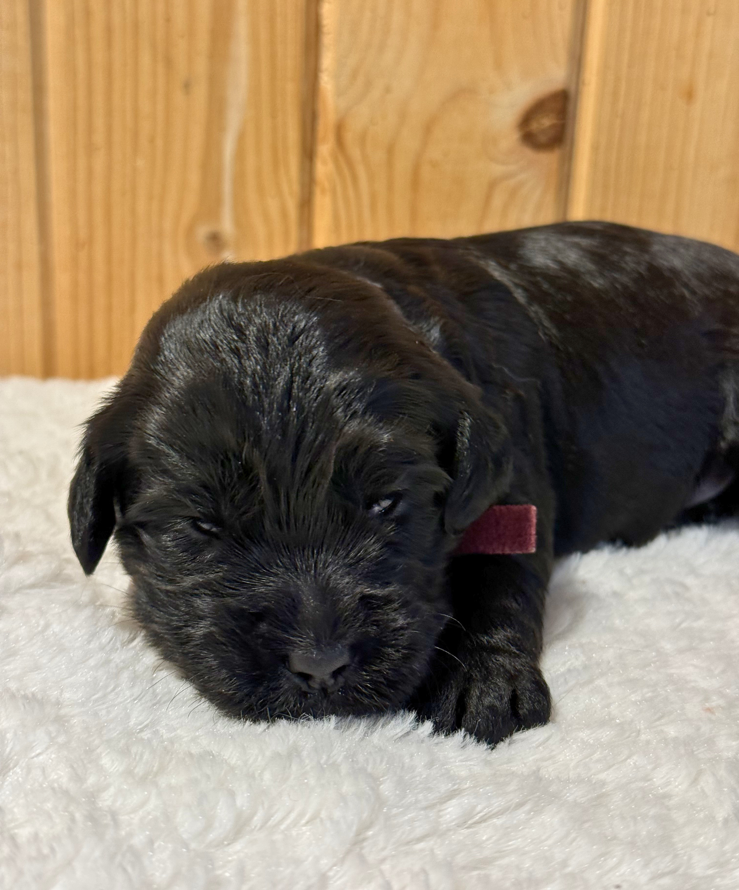 Griz (boy)