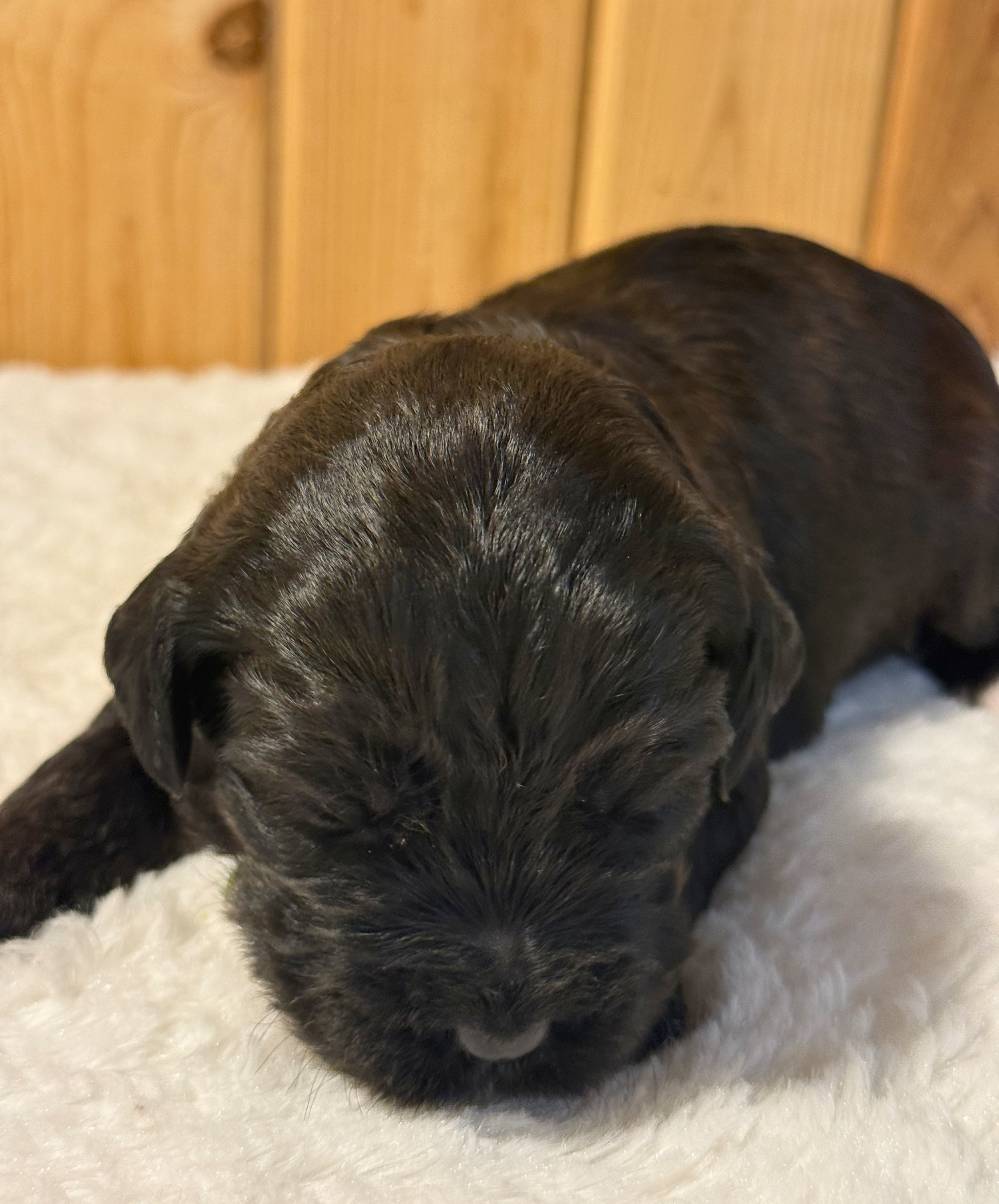 Miss Paddington (girl)