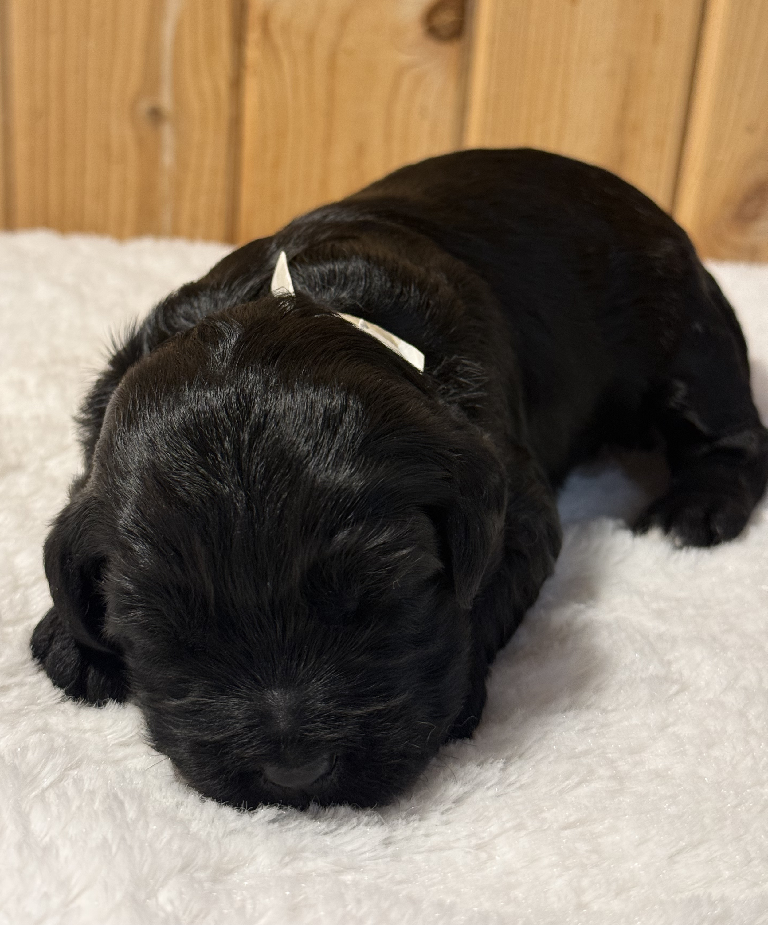 Teddy (Girl)