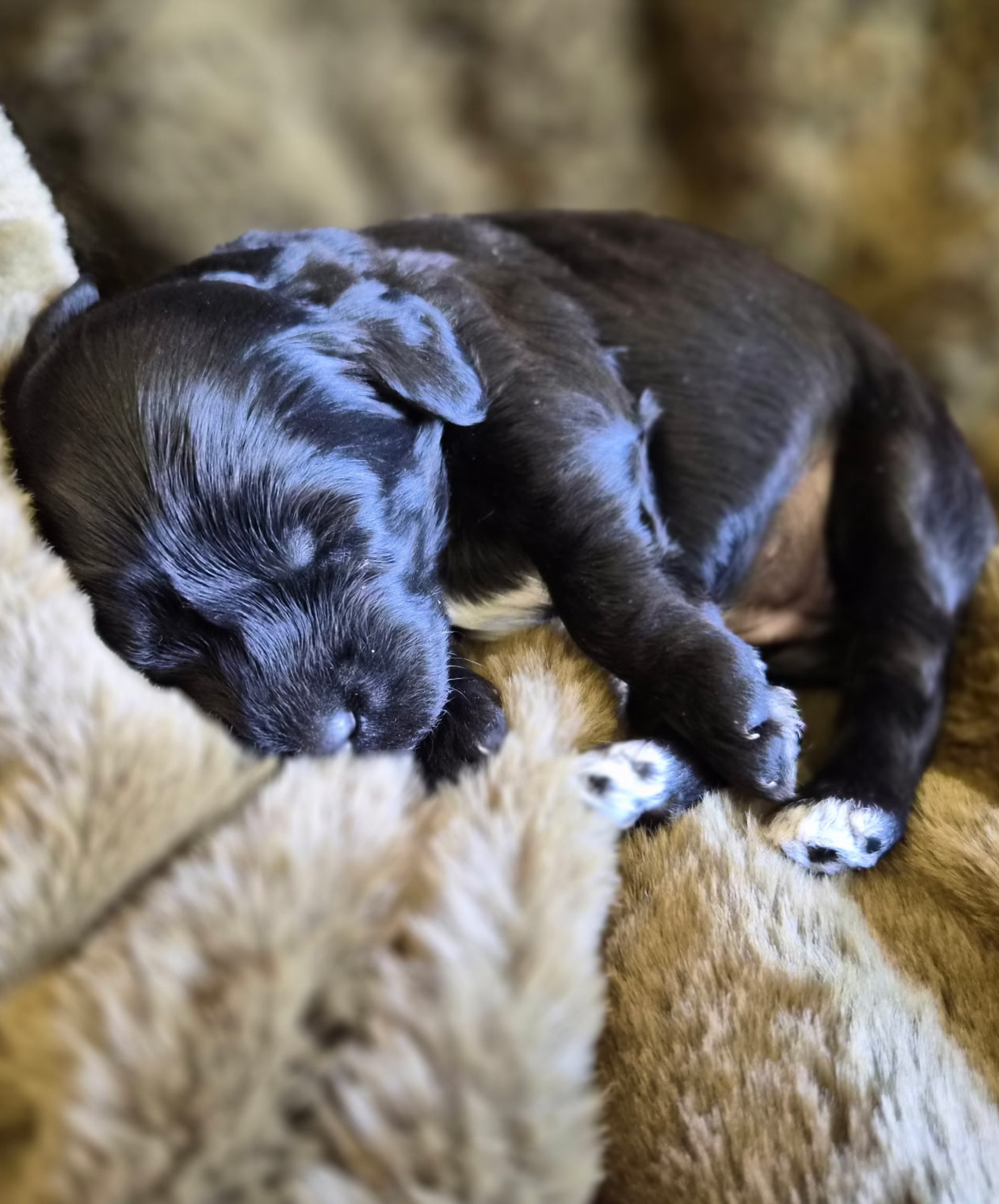 Sleep (Girl)