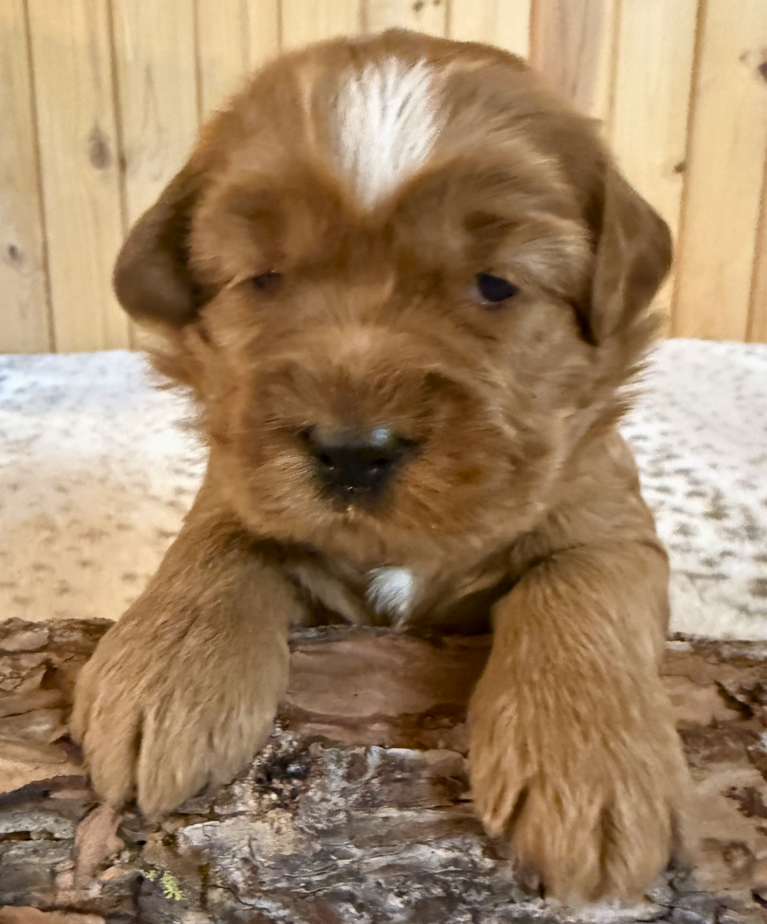 Baloo (boy)