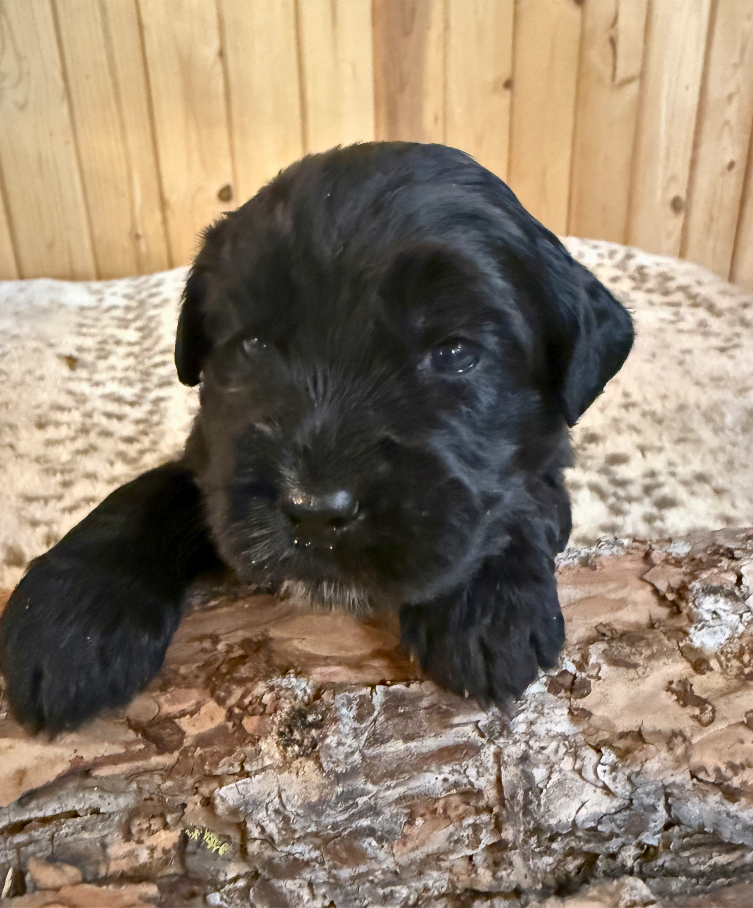 Griz (boy)