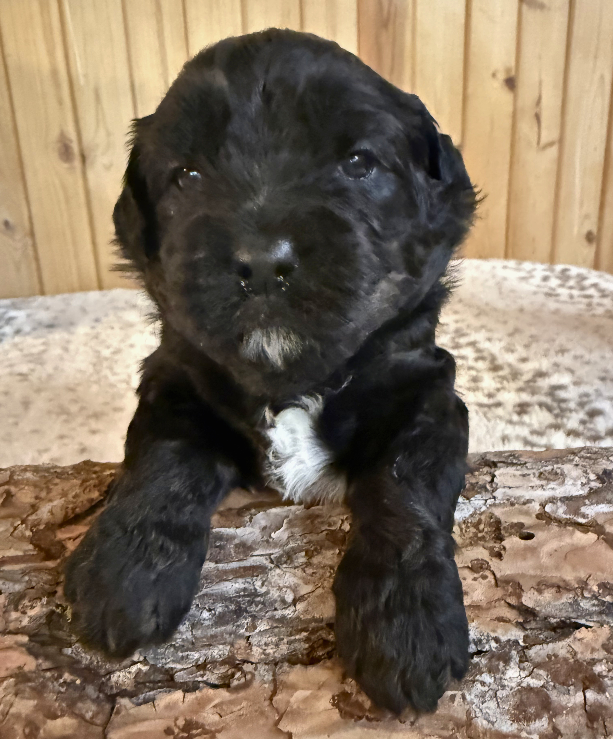 Miss Paddington (girl)