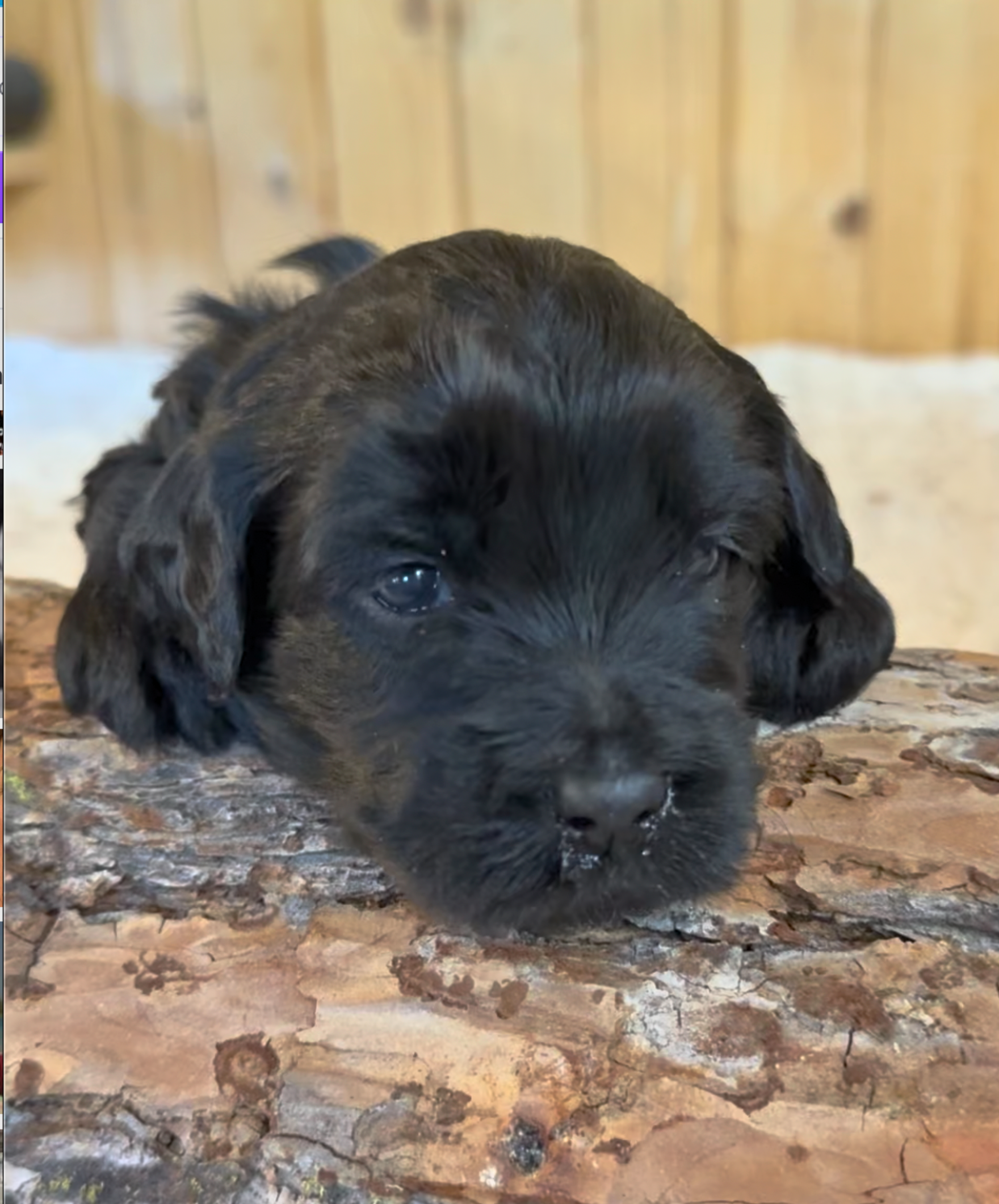 Teddy (girl)