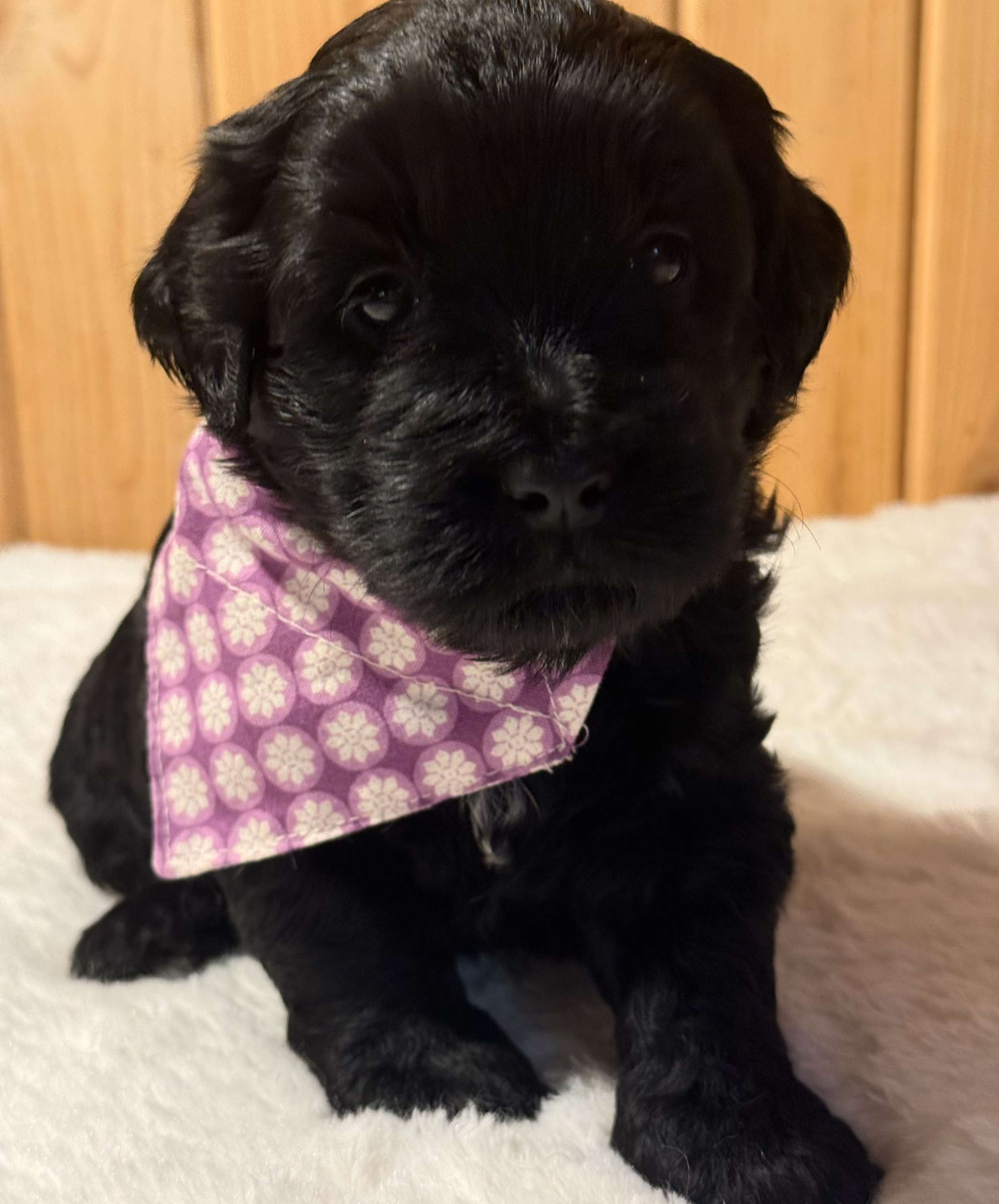 Teddy (girl)