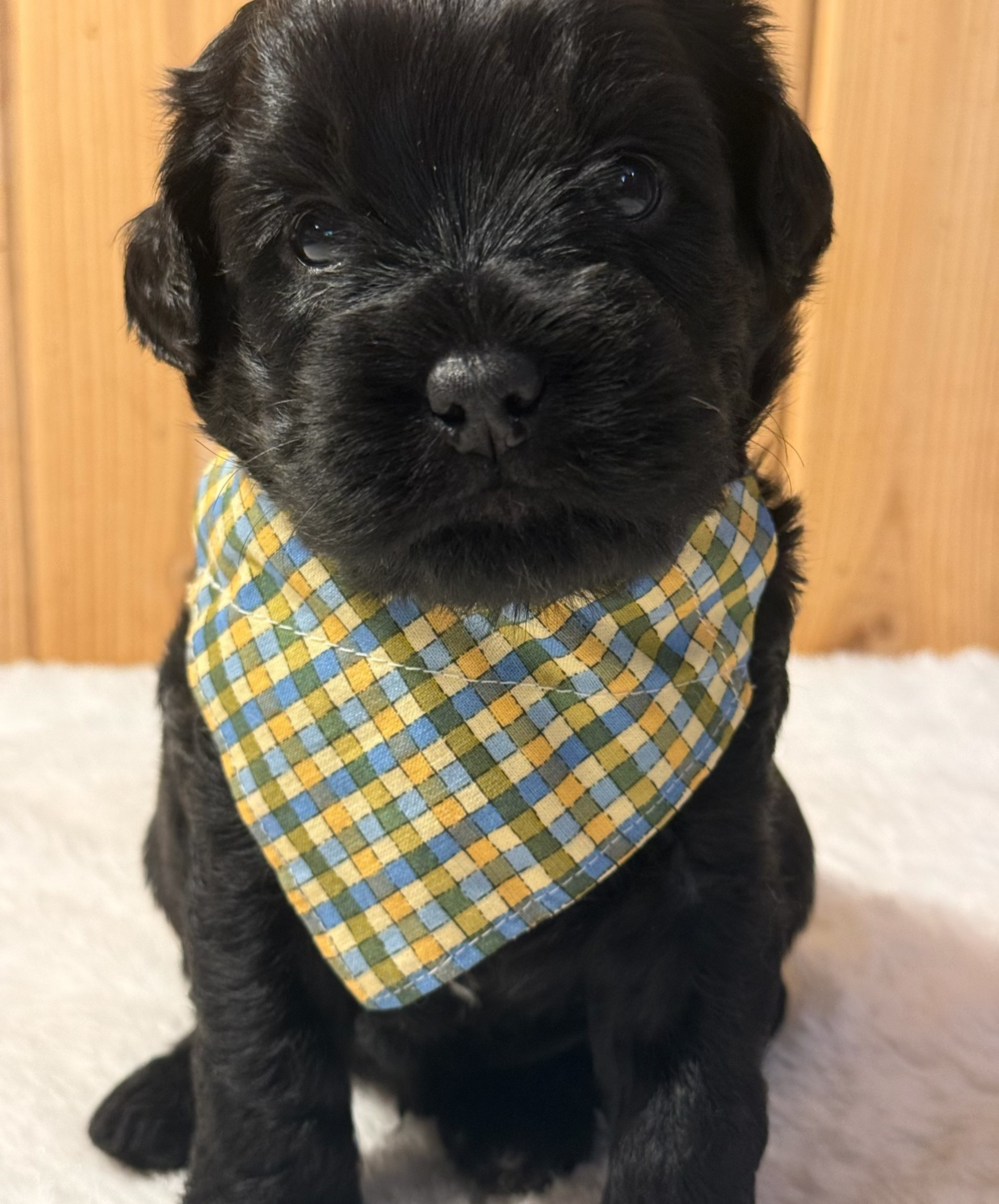 Smokey (boy)
