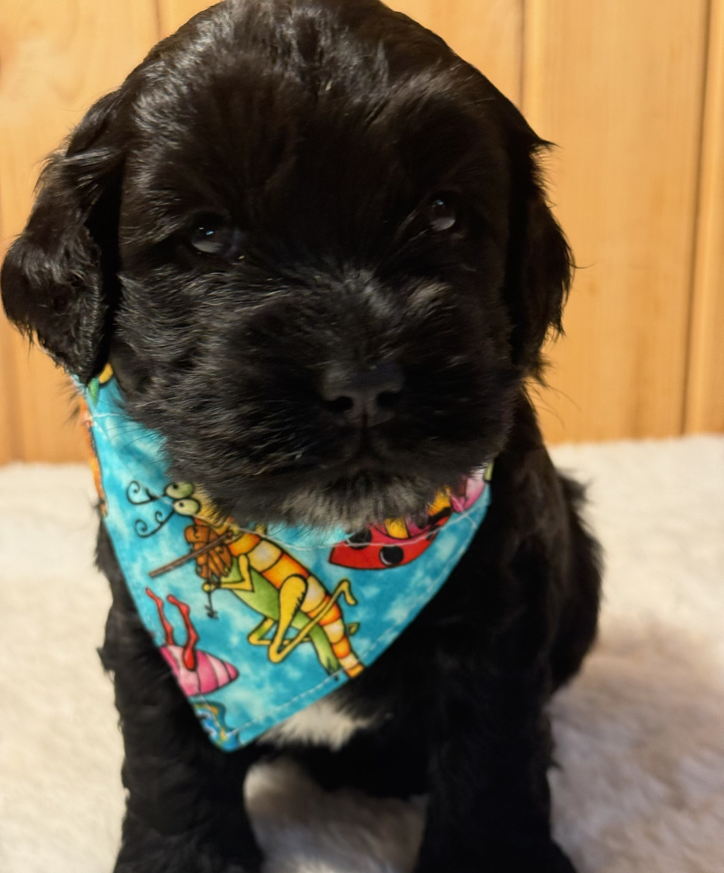 Griz (boy)