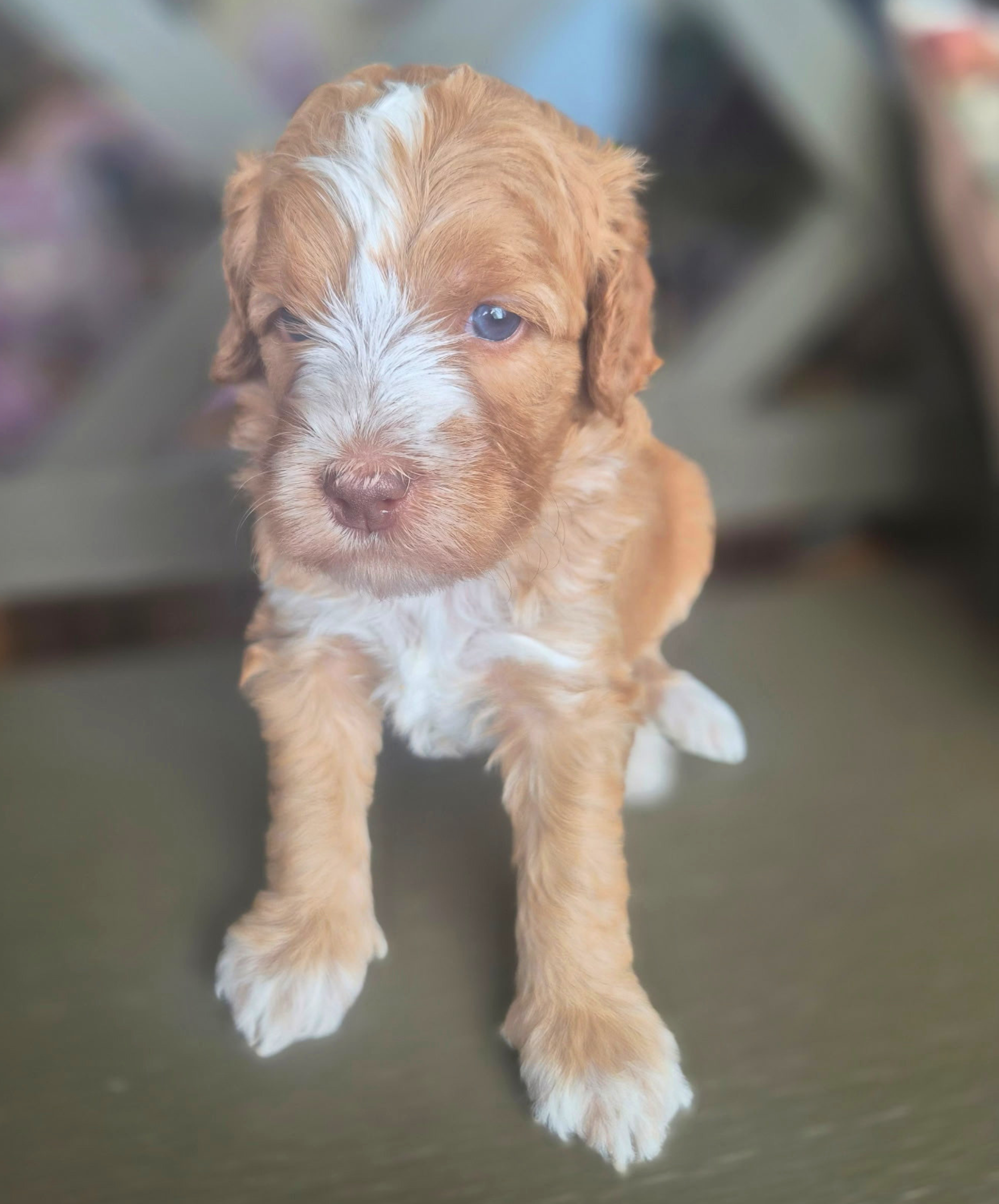 Doc (boy)