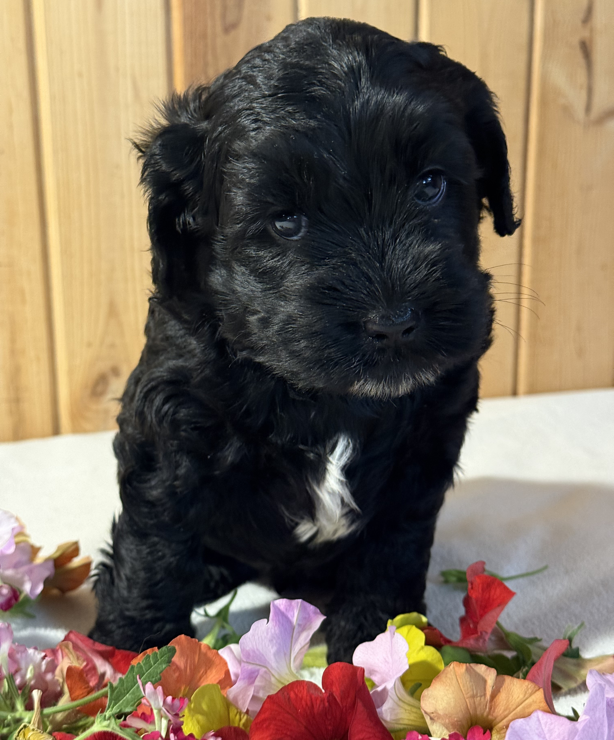Griz (boy)