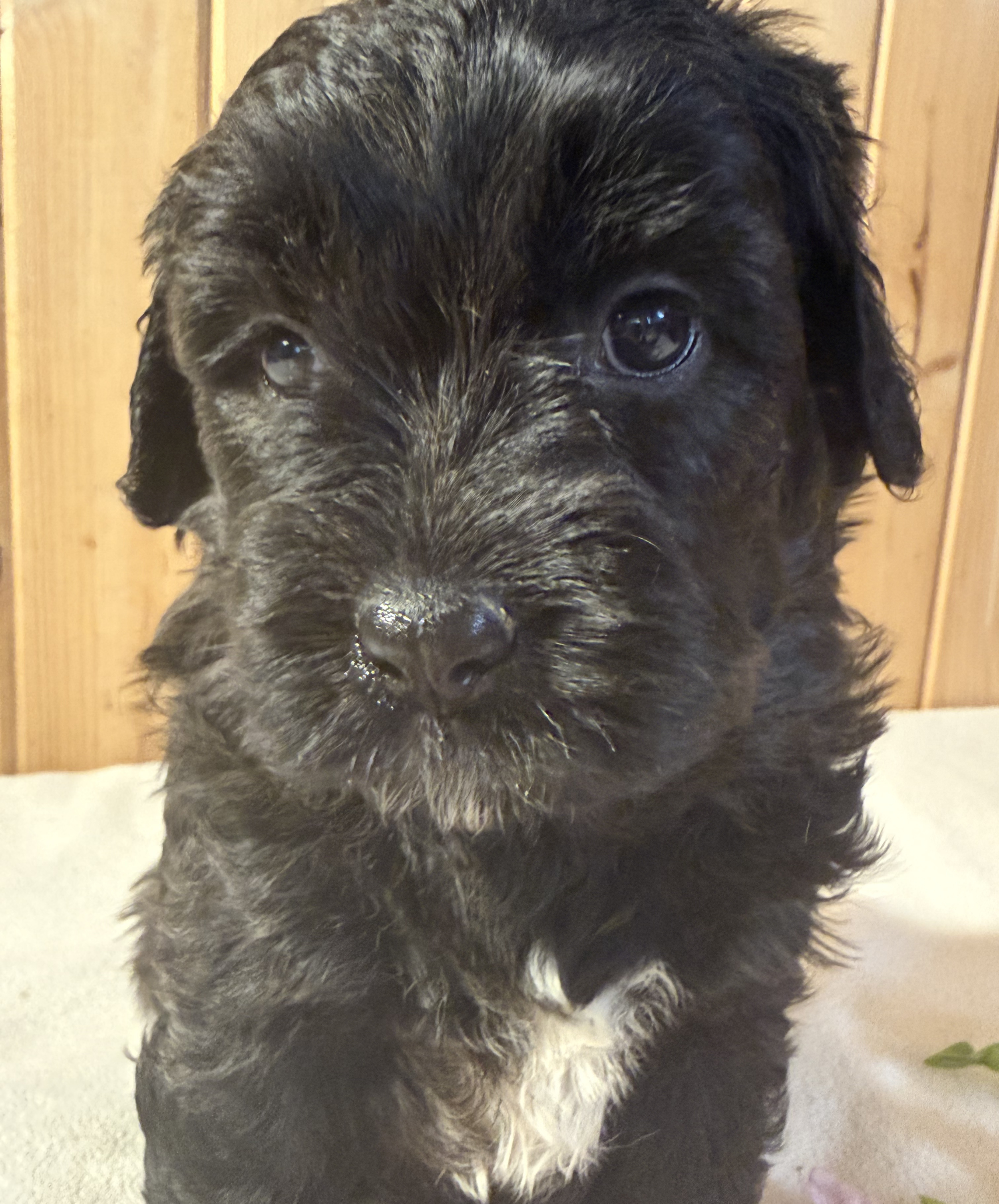 Miss Paddington (girl)