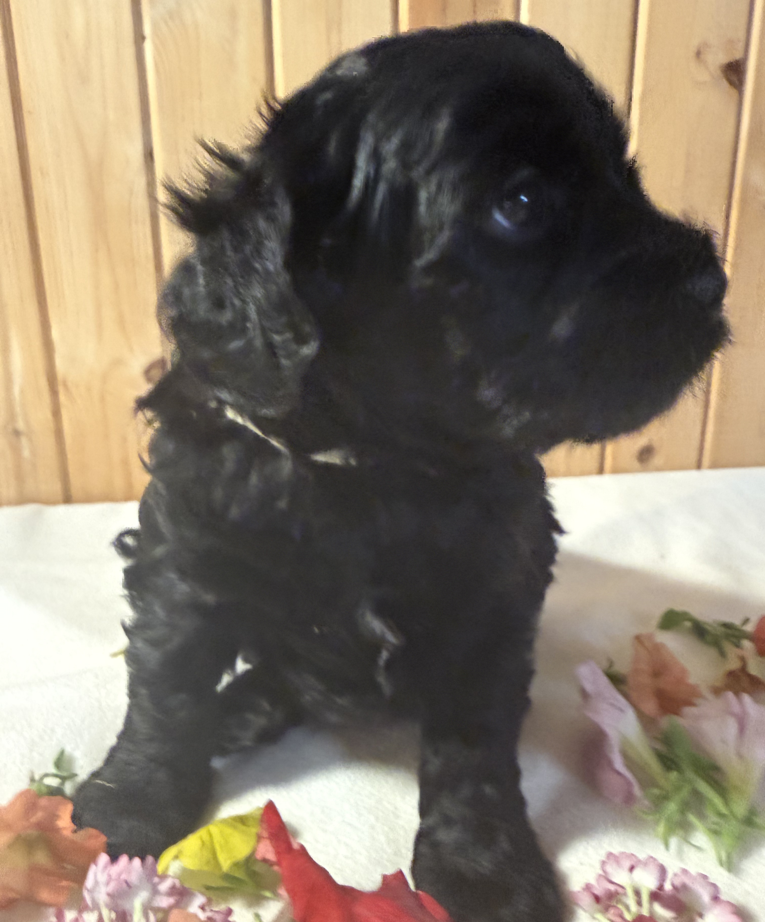 Teddy (girl)