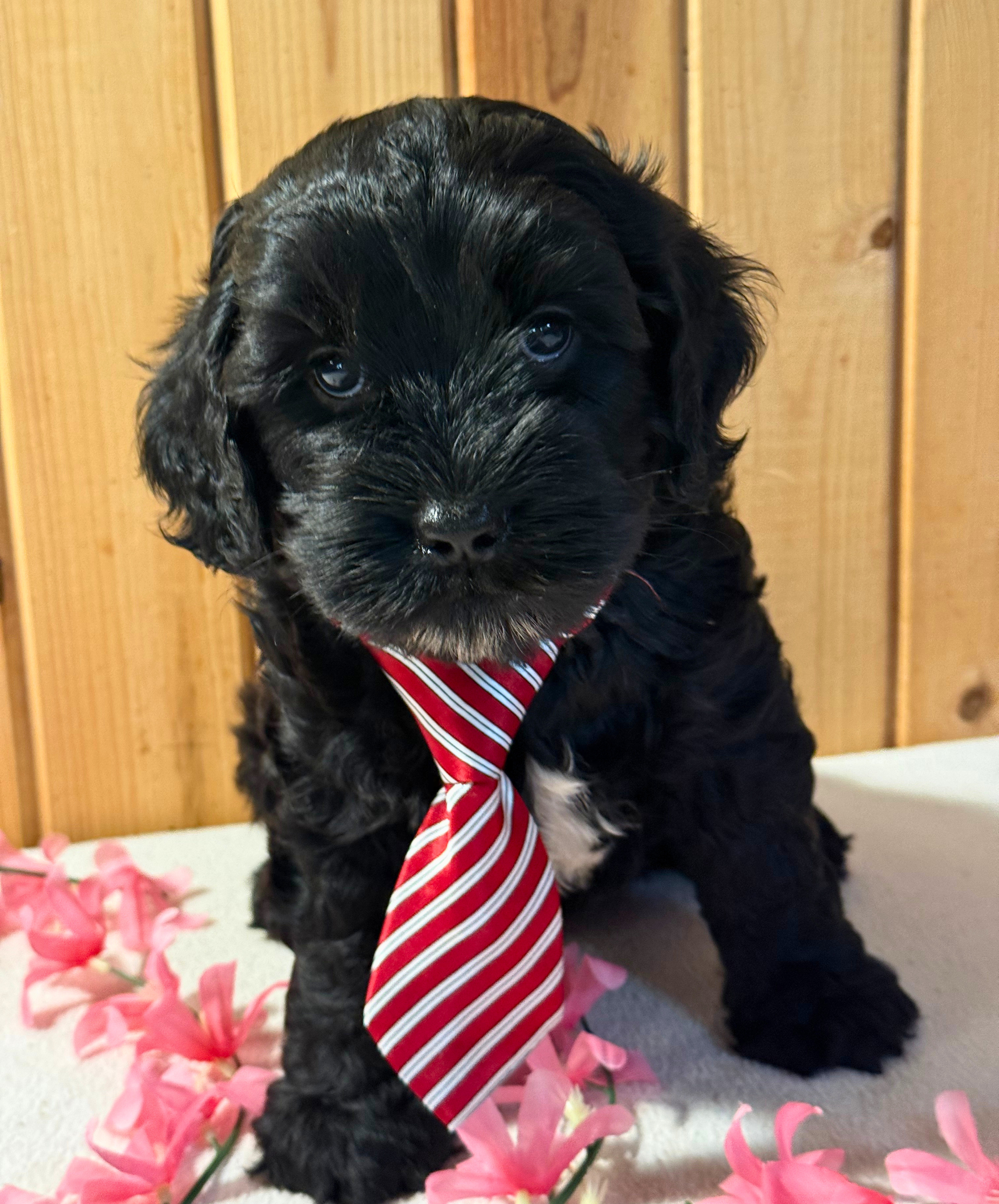Griz (boy)