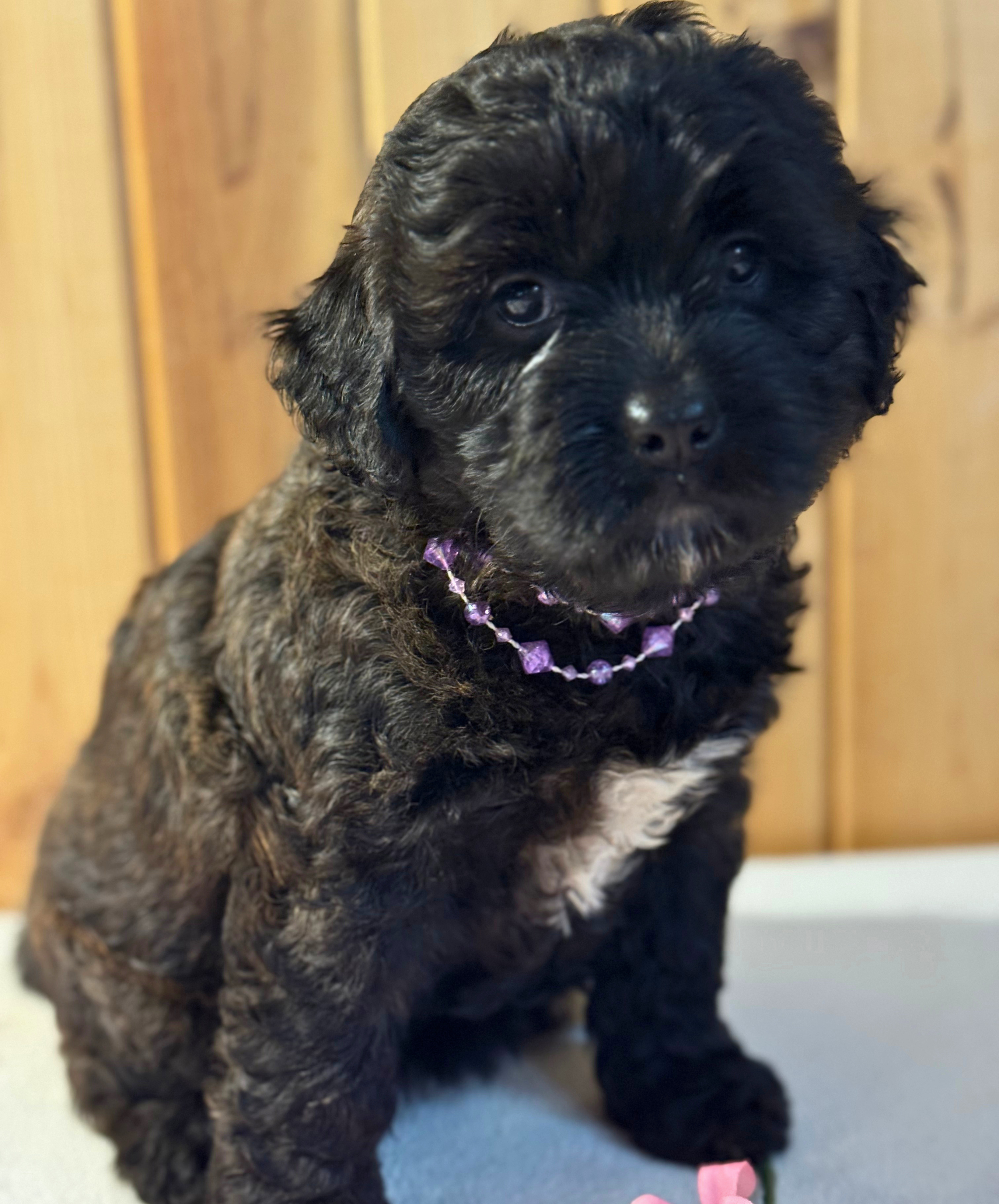 Miss Paddington (girl)