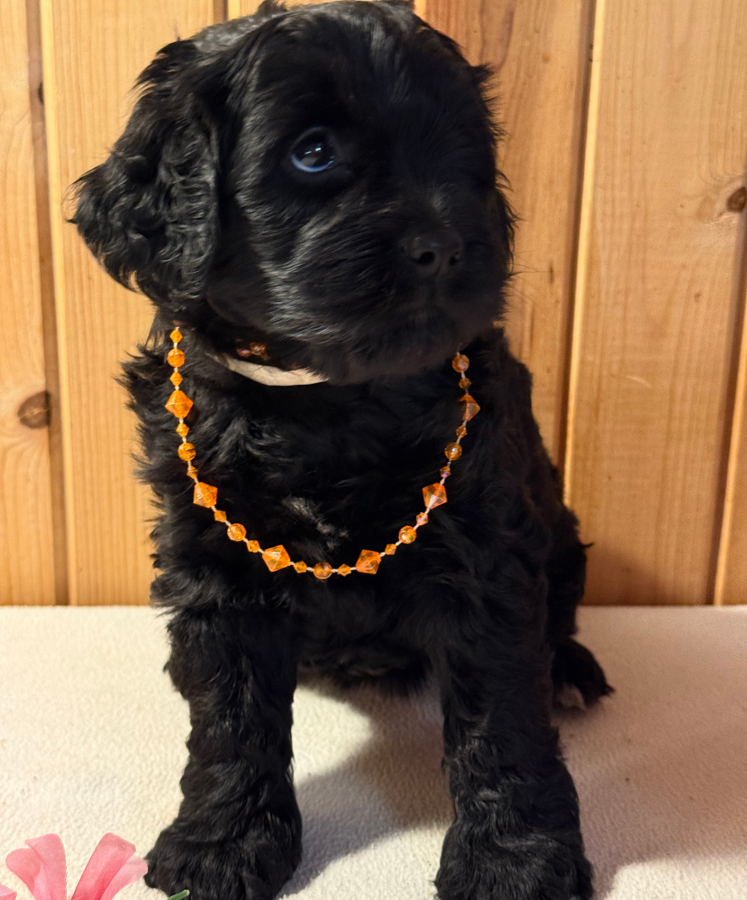 Teddy (girl)