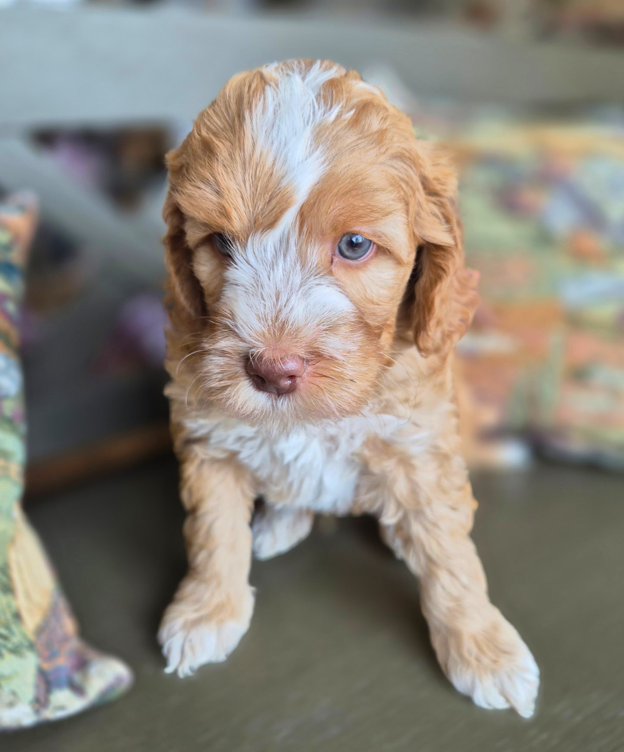 Doc (boy)