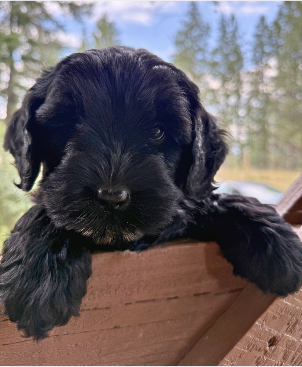 Griz
