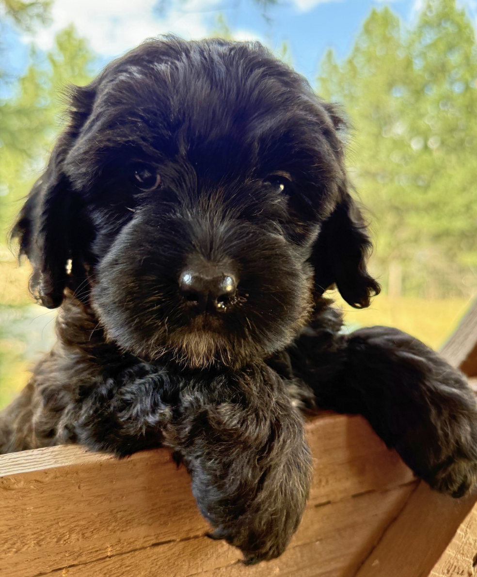 Miss Paddington