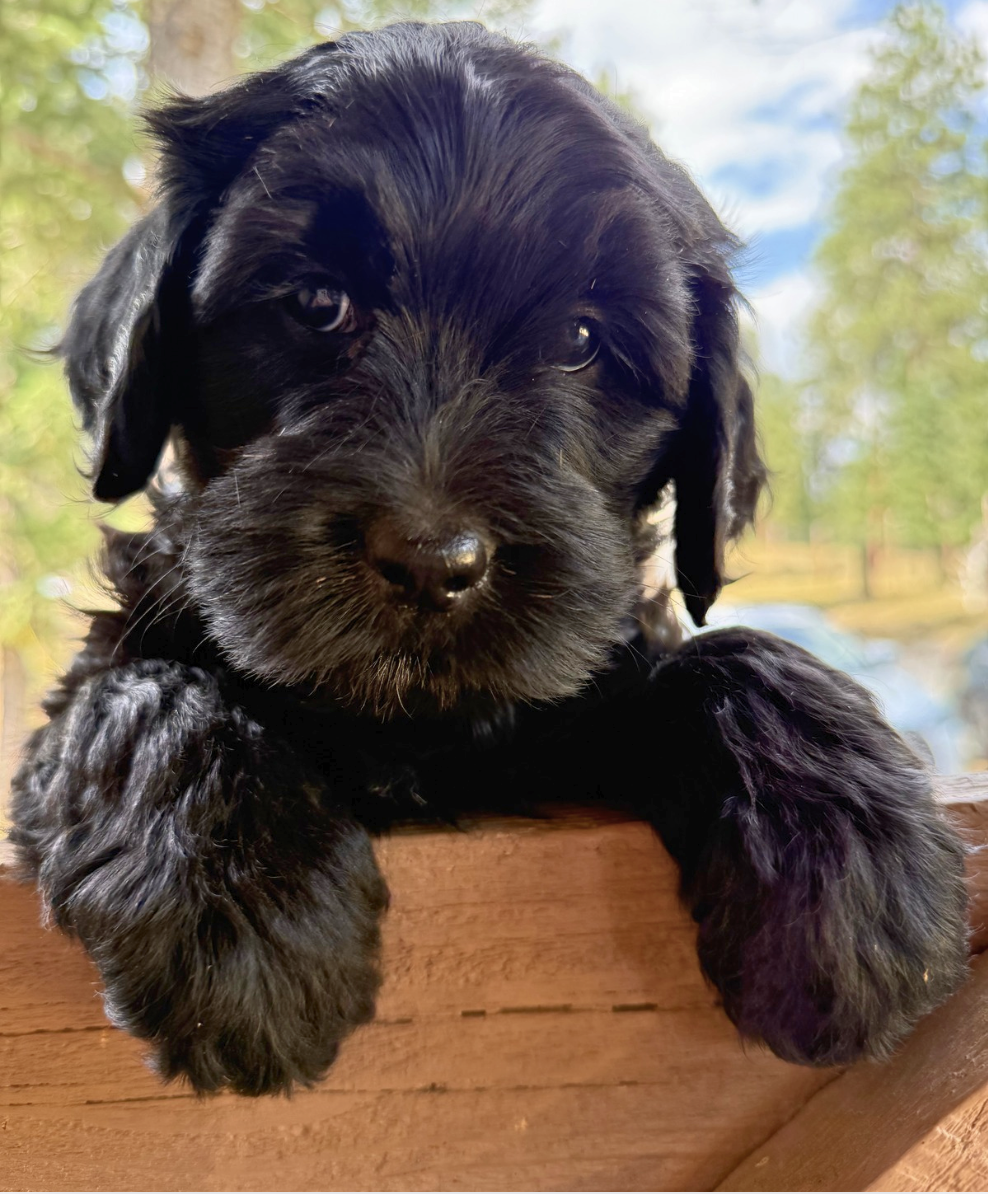 Teddy Bear