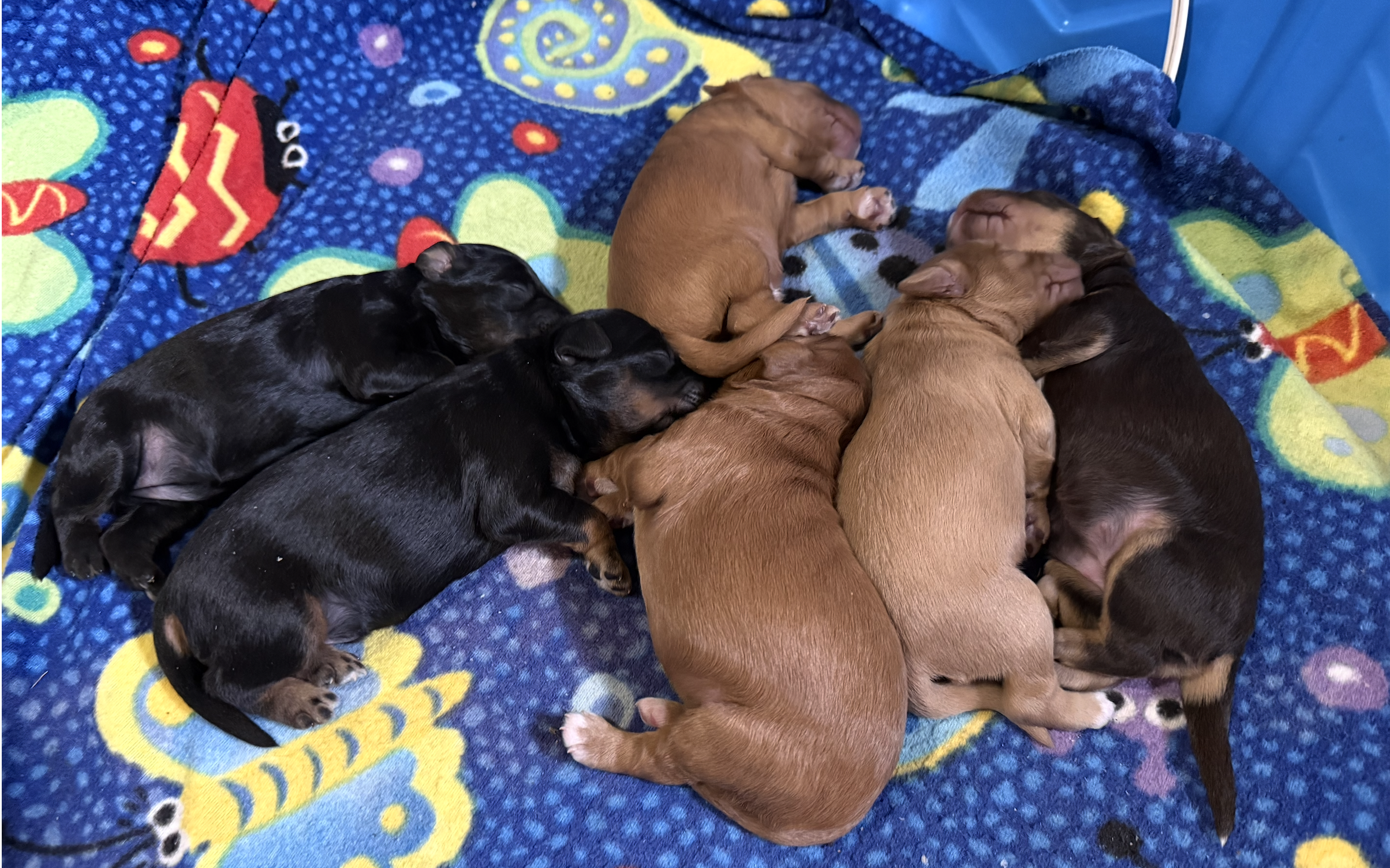 Josie's puppies are one week old!