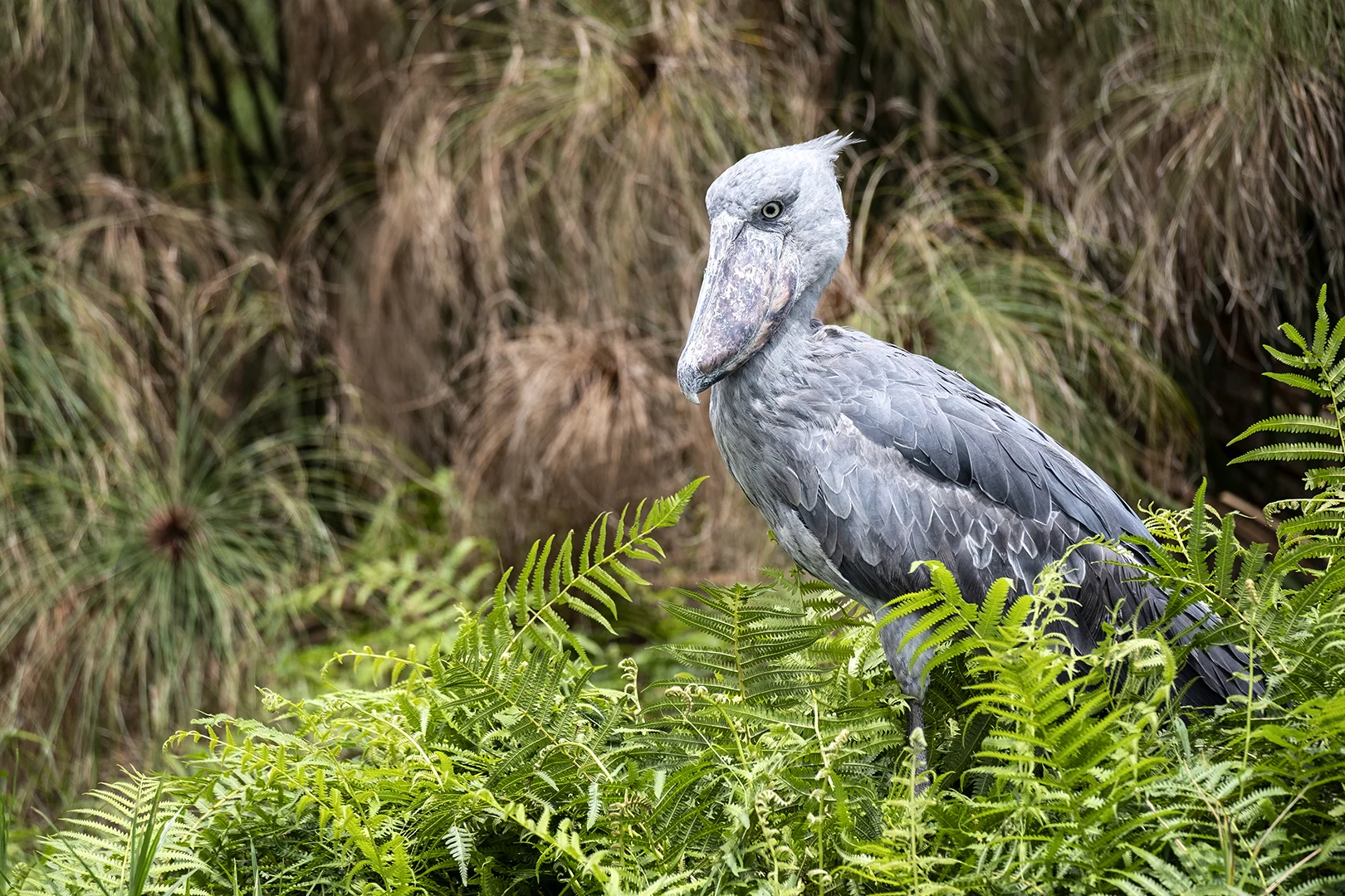 Shoebill