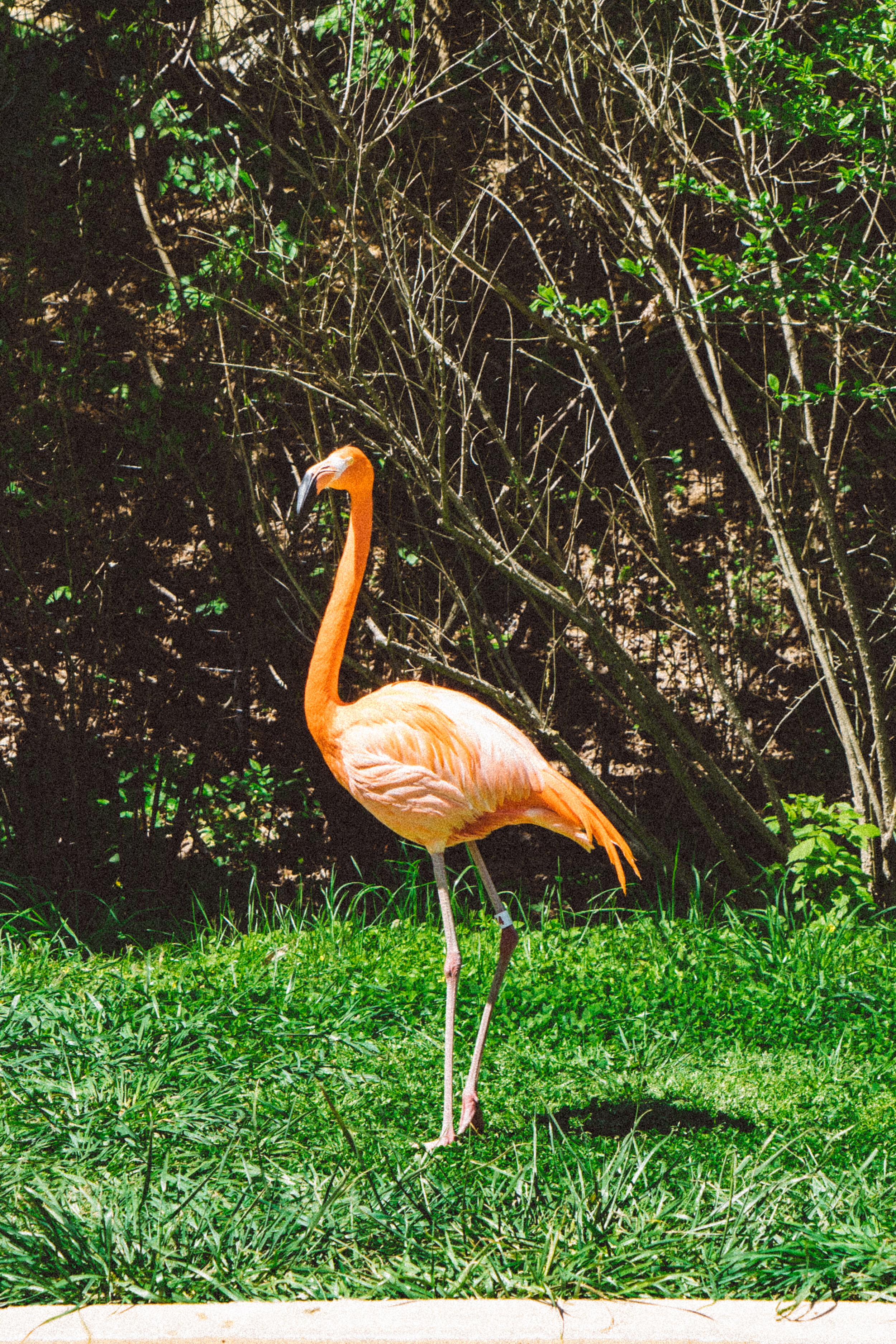 Flamingo at the Nashville Zoo. Photo by The Explorer Dad