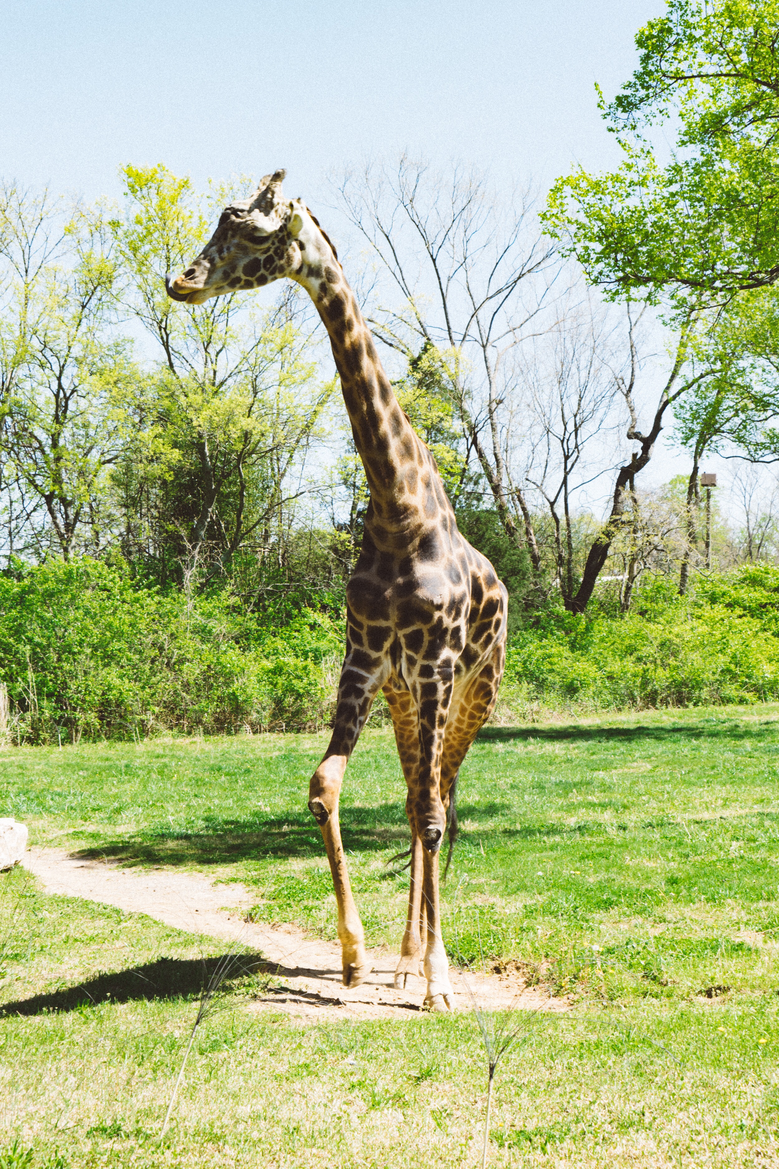 Giraffe at The Nashville Zoo. Photo by The Explorer Dad