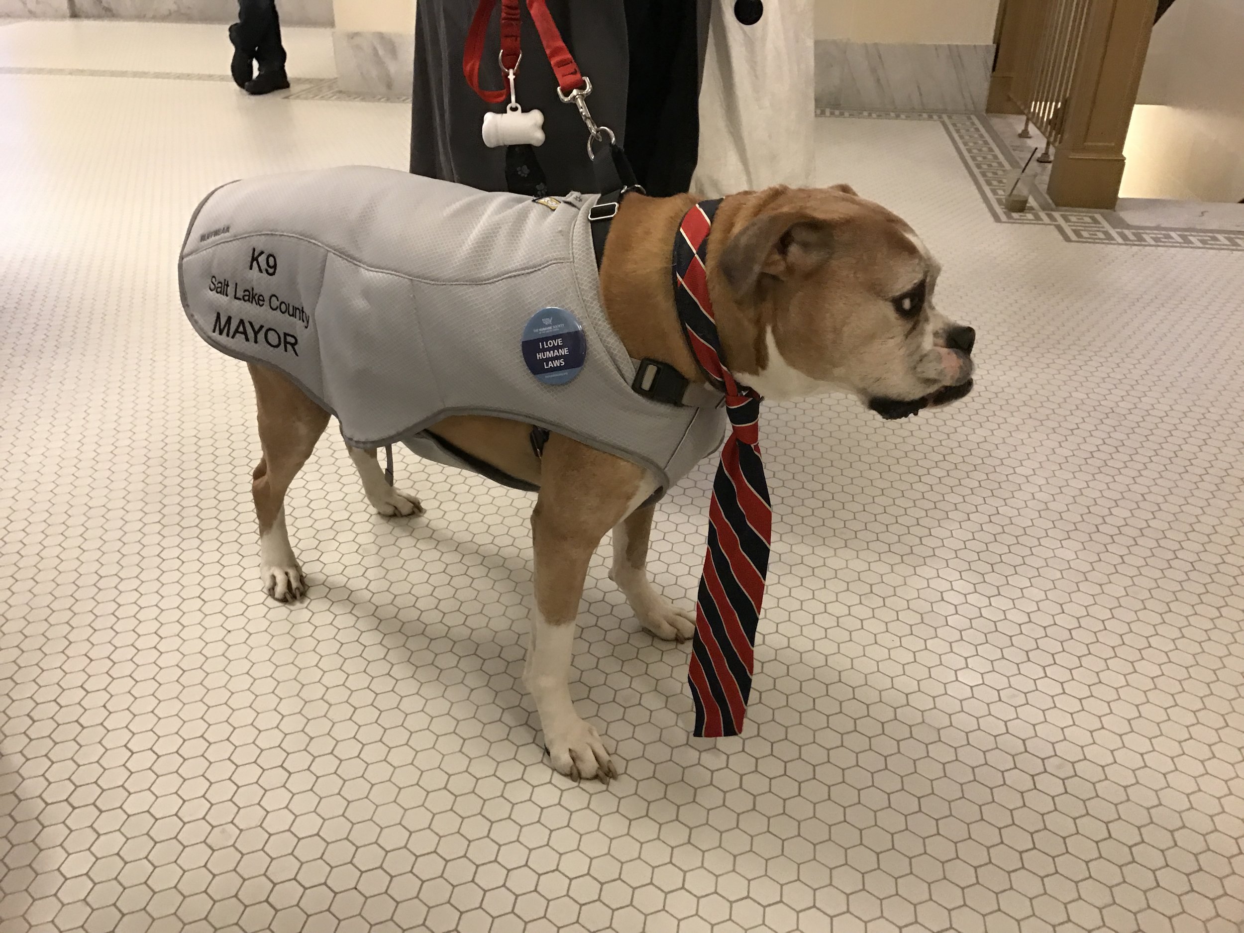 The K9 Mayor of Salt Lake County