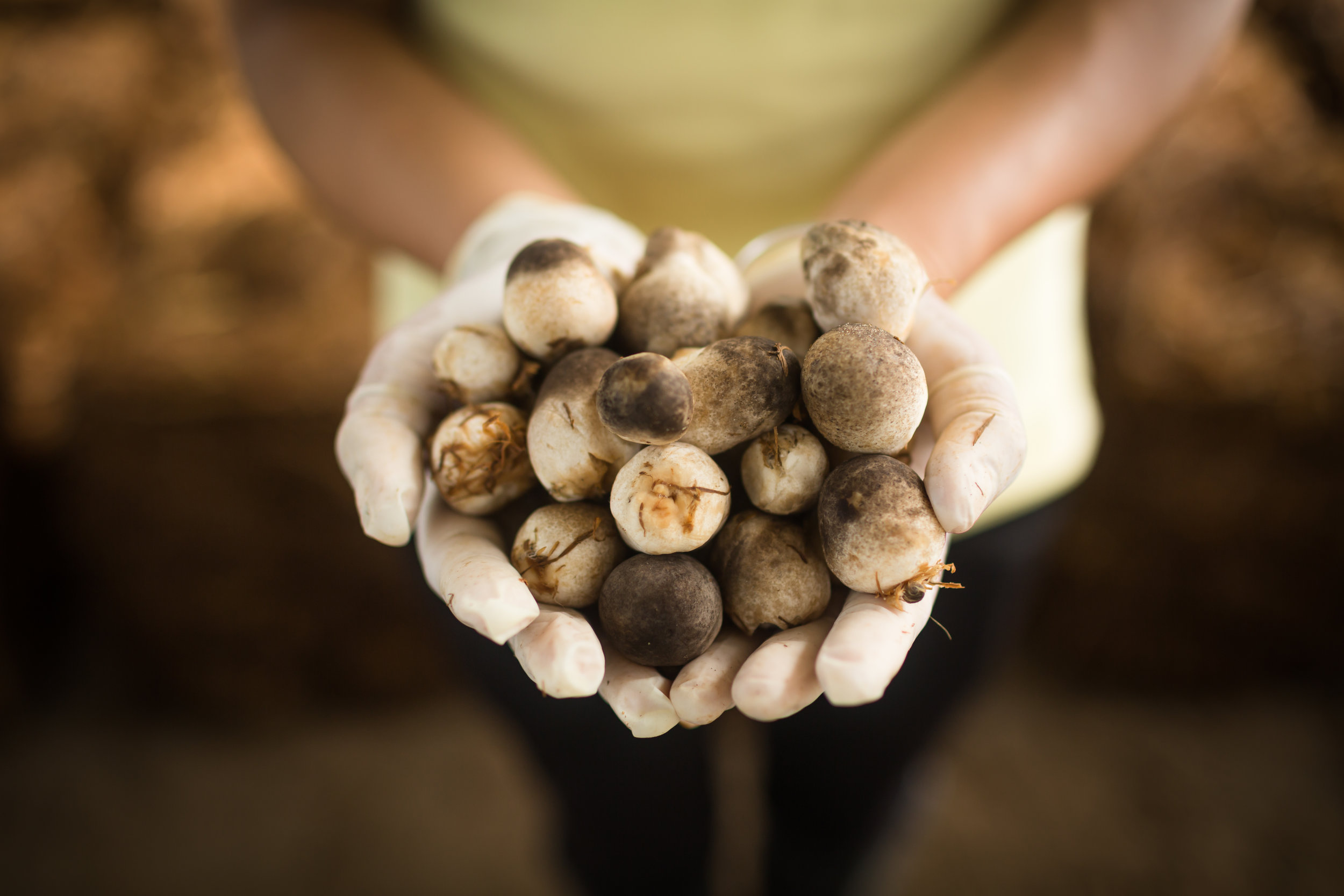 Straw mushrooms are a great source of vitamins B.jpg