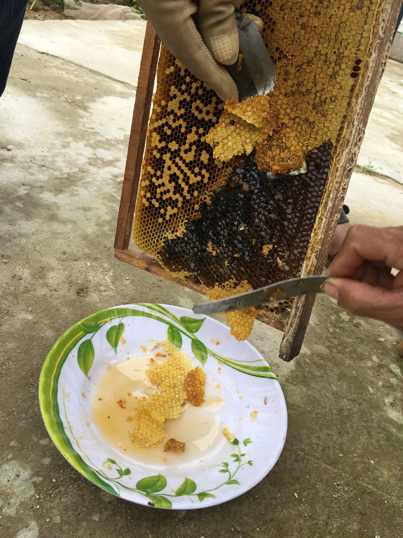 honey making 3.jpeg