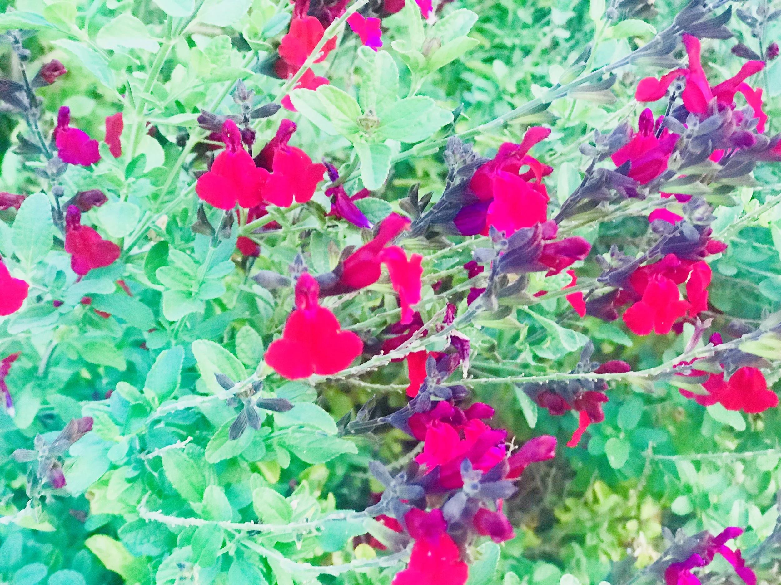 9DD04C84-8DB5-48B1-812D-17BE860D7CB7.jpeg
