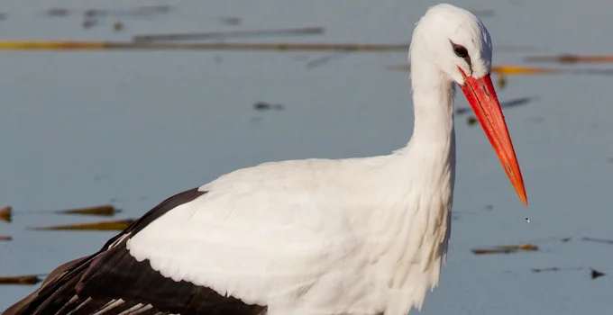 Outcast - I podcast videoludici