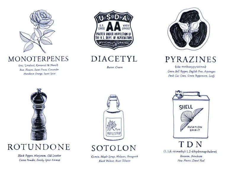 The Secret to Tasting Like A Master Somm: “Impact Compounds”