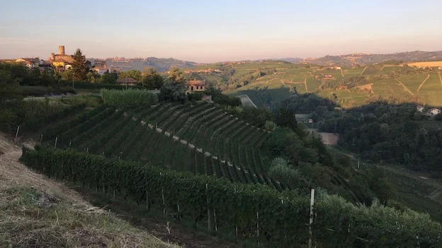 2013 Barolo: Sublime Finesse & Elegance 