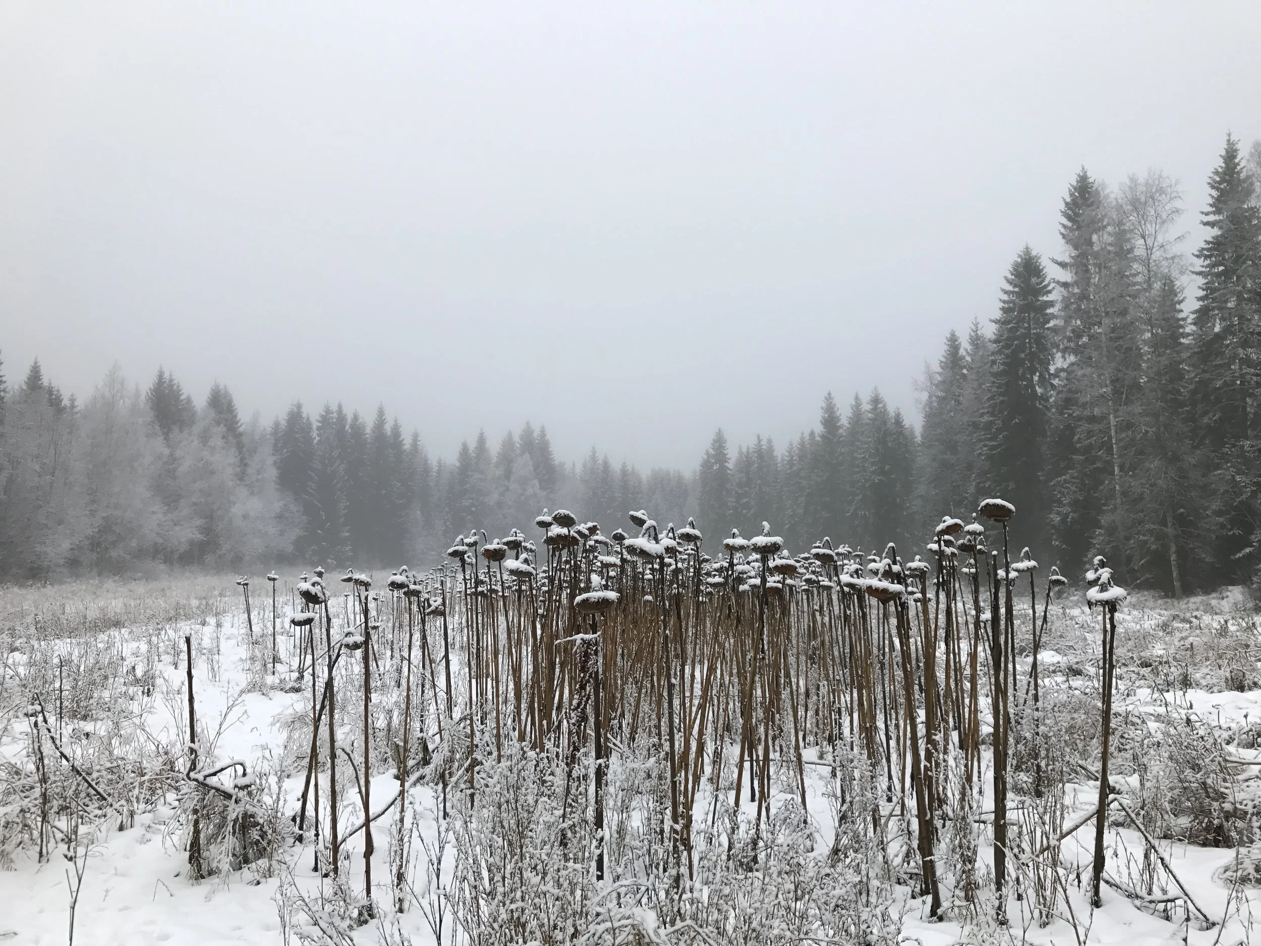 Finland, Lammi - Rohatsu Sesshin with Karen Terzano