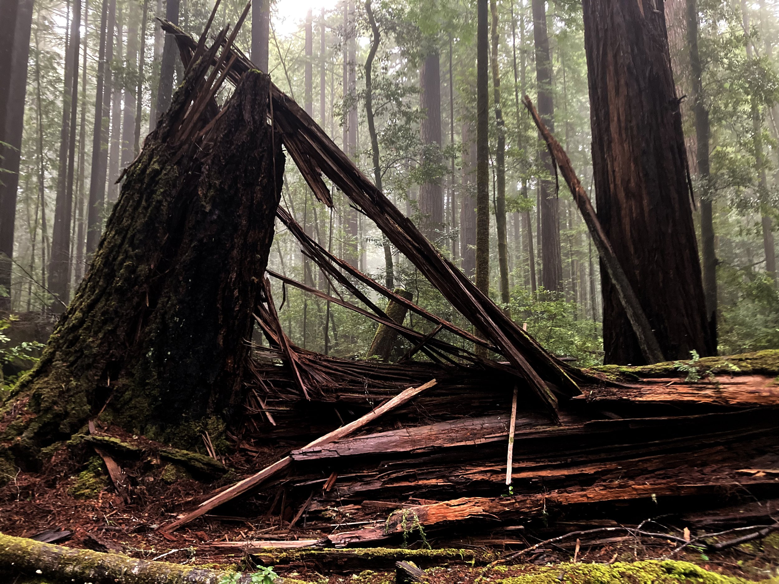 Finland - Helsinki Zazenkai with Karen Terzano