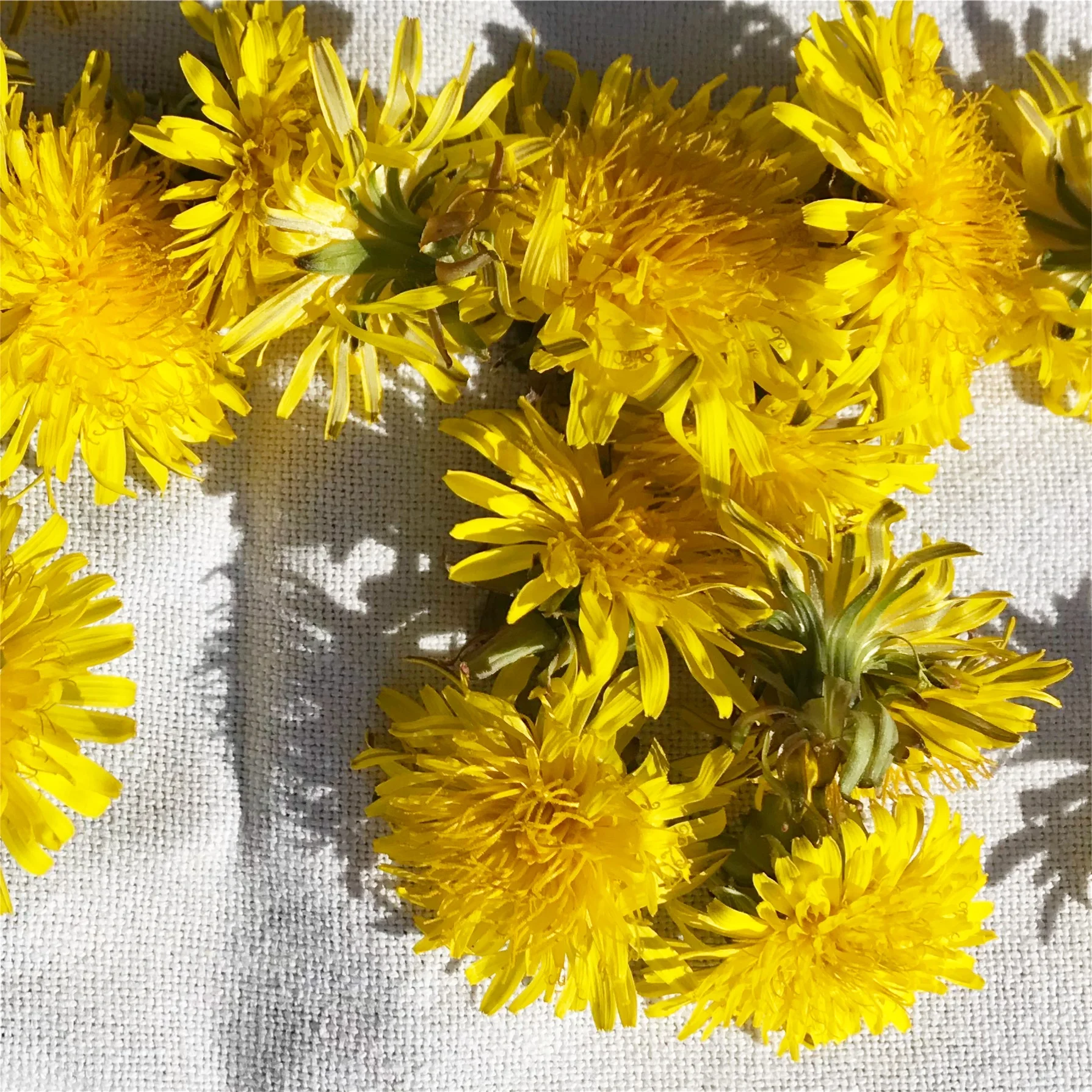 LisaLiseDandelions.jpg