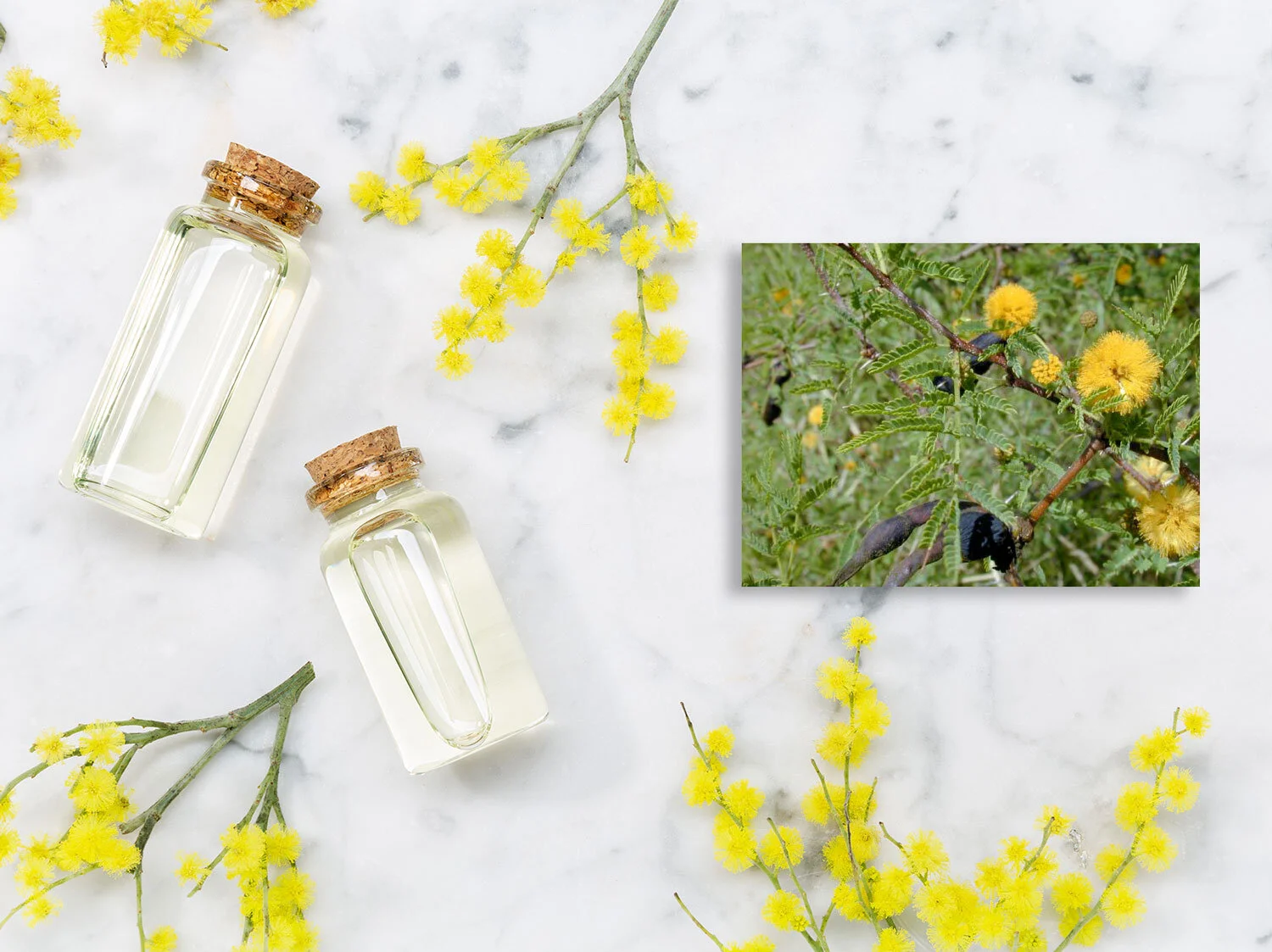 Farnesol's Many Uses — LisaLise Pure Natural Skincare