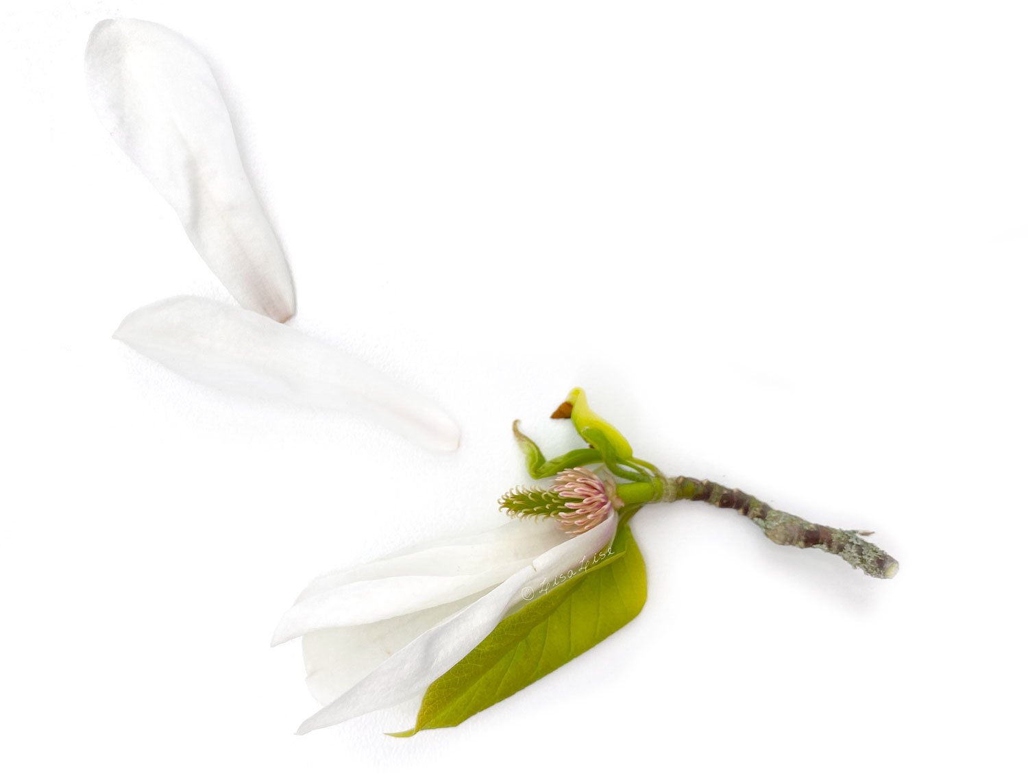 Magnoliapetal-1500.jpg