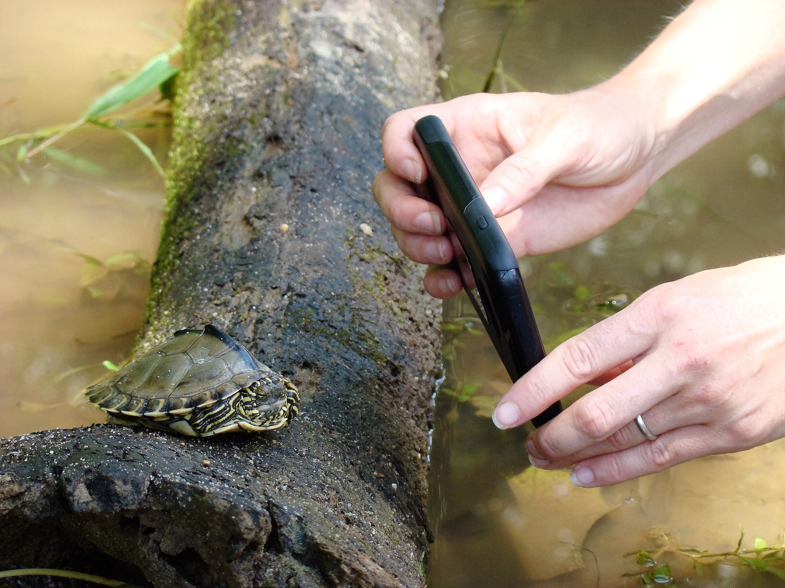 Documenting a Pearl River map turtle ( Graptemys pearlensis ) in southern Mississippi. Photograph by George L. Heinrich.