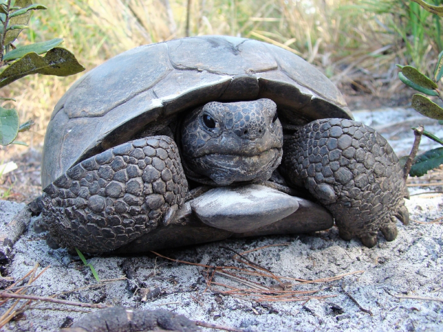 An adult male gopher tortoise ( Gopherus polyphemus ) at Boyd Hill Nature Preserve (St. Petersburg, Florida). Photograph by George L. Heinrich.