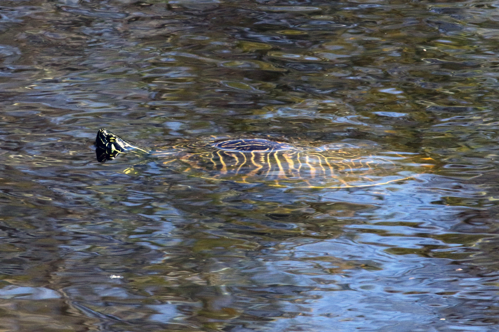The second turtle of The Big Turtle Year, an adult peninsula cooter ( Pseudemys floridana peninsularis ) at Boyd Hill Nature Preserve (St. Petersburg, Florida). Photograph by William Rivera.