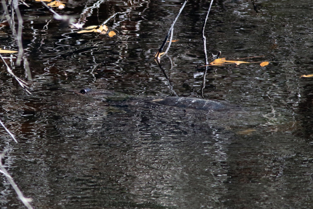 An adult Florida softshell turtle ( Apalone ferox ) documented at Boyd Hill Nature Preserve (St. Petersburg, Florida). Photograph by William Rivera.