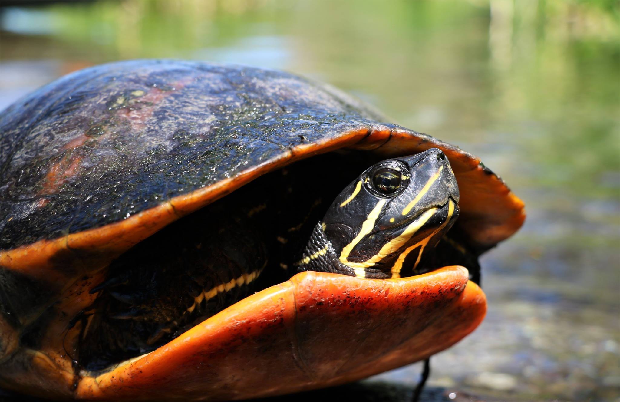 The fifth species of The Big Turtle Year, a large, adult female Florida red-bellied cooter ( Pseudemys nelsoni ), at Ichetucknee Springs State Park (Columbia County, Florida). Note the cusp on the upper jaw, a distinguishing characteristic not present in the other two species of cooters that occur in Florida. Photograph by George L. Heinrich.
