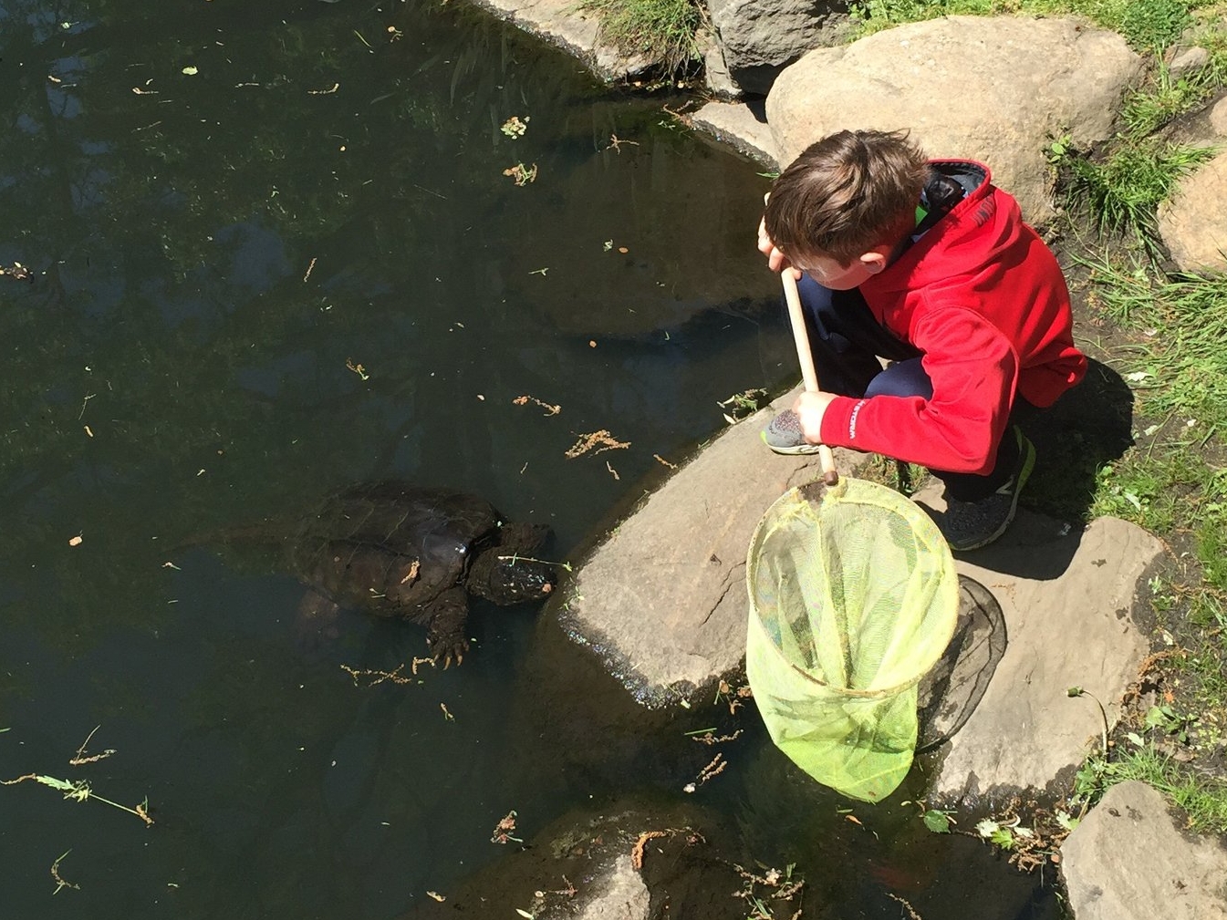 During a previous visit to Binney Park (Old Greenwich, Connecticut), a young boy was curious about an approaching snapping turtle ( Chelydra serpentina ). Photograph by Timothy J. Walsh.