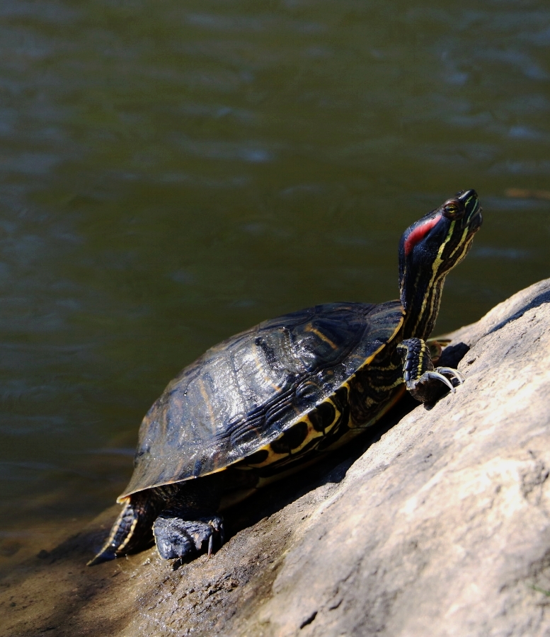An adult male red-eared slider ( Trachemys scripta elegans ) basks in the spring sun at Binney Park (Old Greenwich, Connecticut). Photograph by George L. Heinrich.