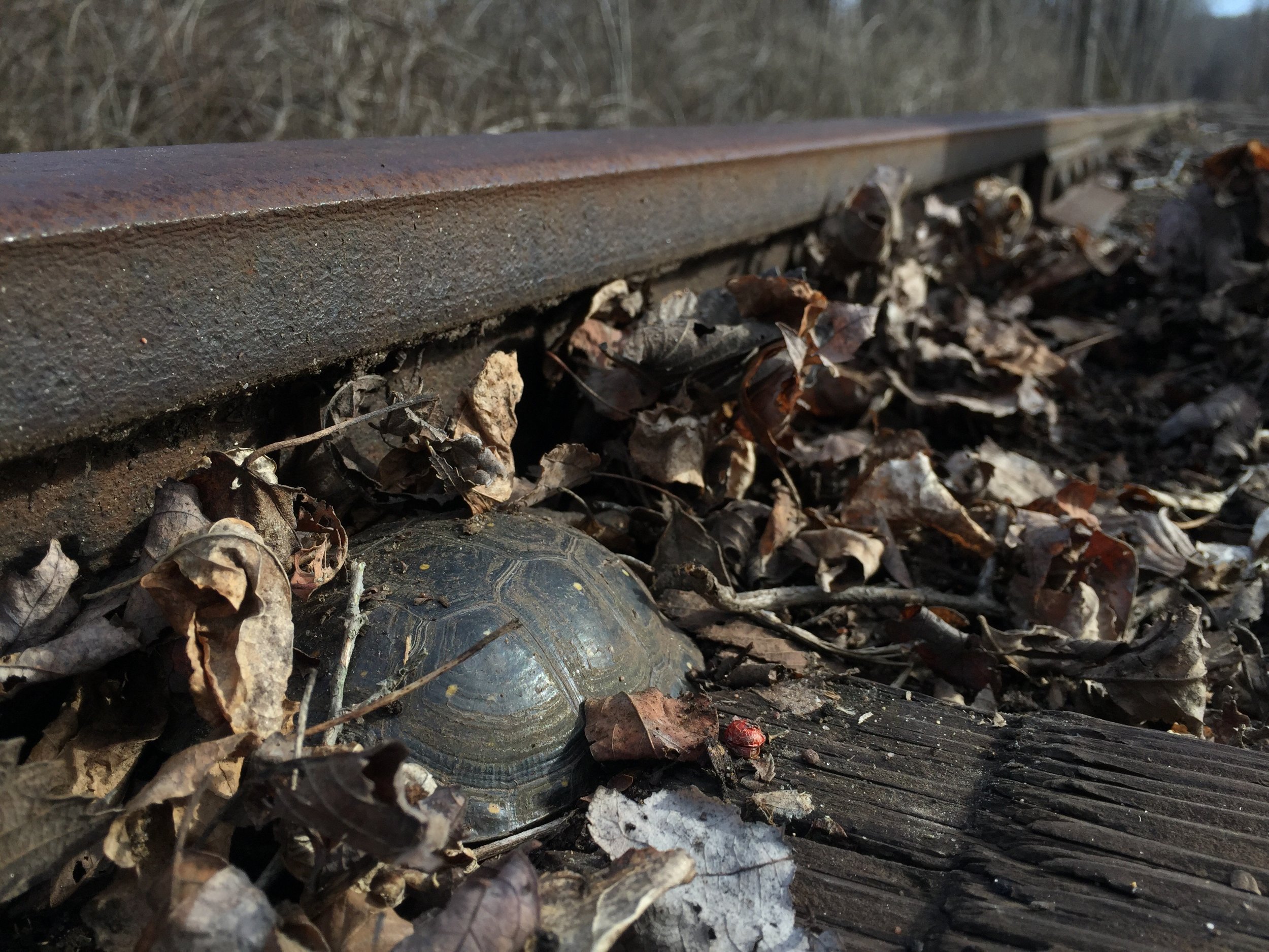 Male spotted turtle ( Clemmys guttata ) resting under leaf pile on abandoned railroad tracks. Photograph by Timothy J. Walsh.