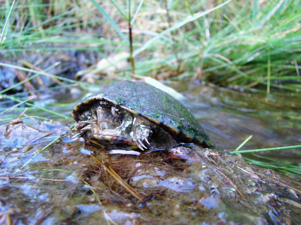 Basking Mexican plateau mud turtle ( Kinosternon hirtipes murrayi ; Presidio County, Texas). Photograph by George L. Heinrich.