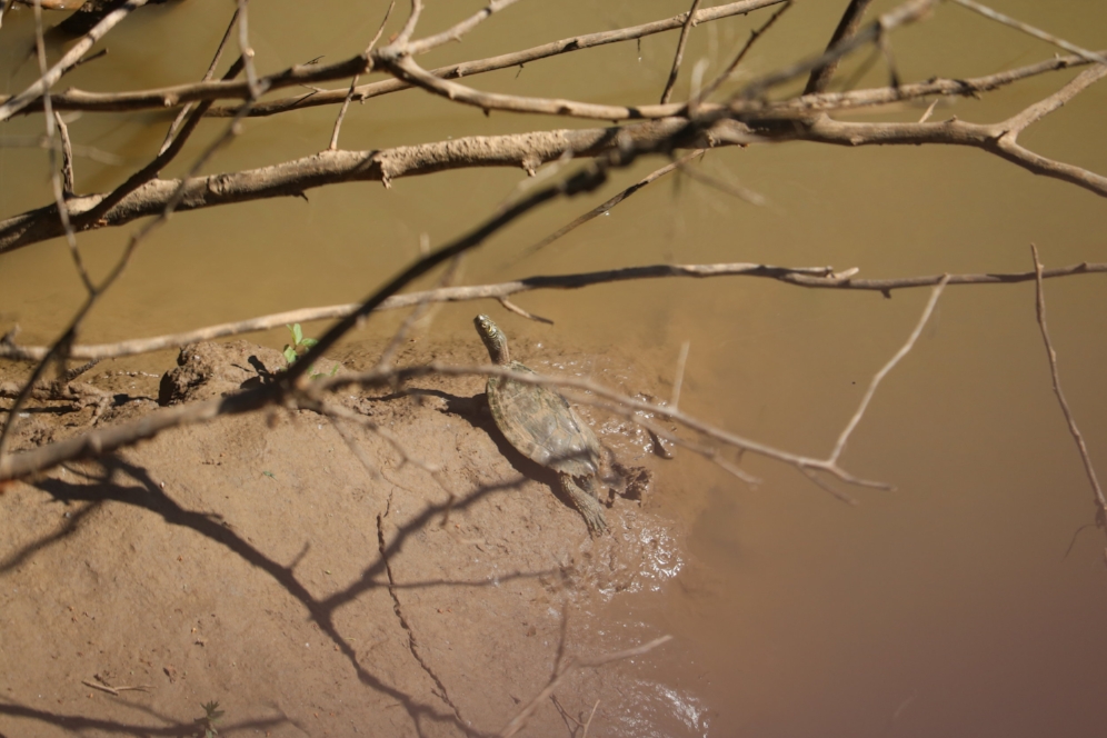 Mississippi map turtle ( Graptemys pseudogeographica kohnii ) basking on shoreline of the Trinity River (Dallas County, Texas). Photograph by George L. Heinrich.