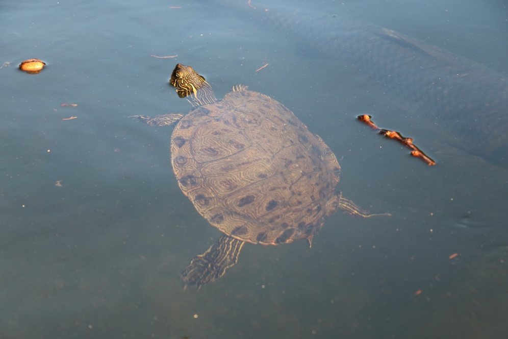Texas cooter ( Pseudemys texana ) swimming at County Line BBQ (Austin, Travis County, Texas). Photograph by George L. Heinrich.